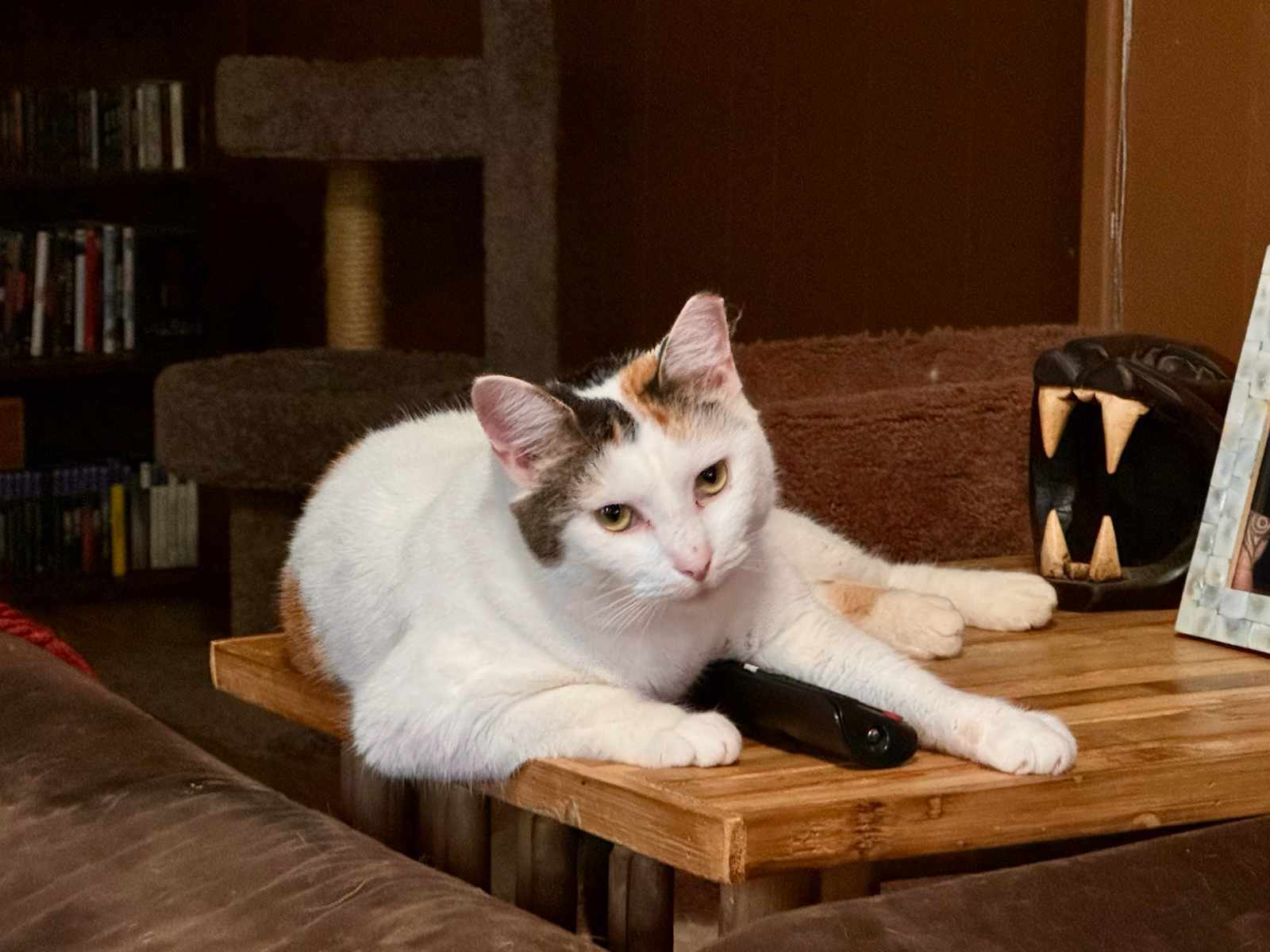 Tori, a Adoptable Domestic Short Hair in Springfield, PA image 3/6