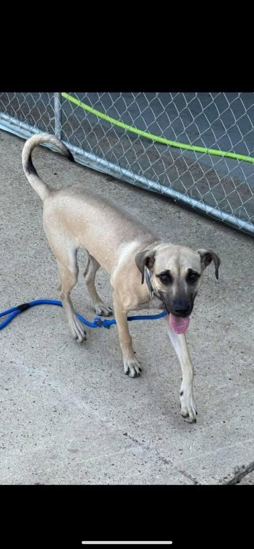 Enlarge Lucy, a Adoptable Black Mouth Cur in Holly Springs, MS image 1/2