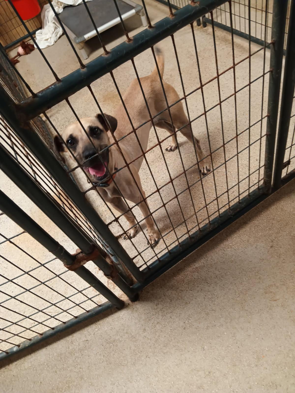 Enlarge Lucy, a Adoptable Black Mouth Cur in Holly Springs, MS image 2/2