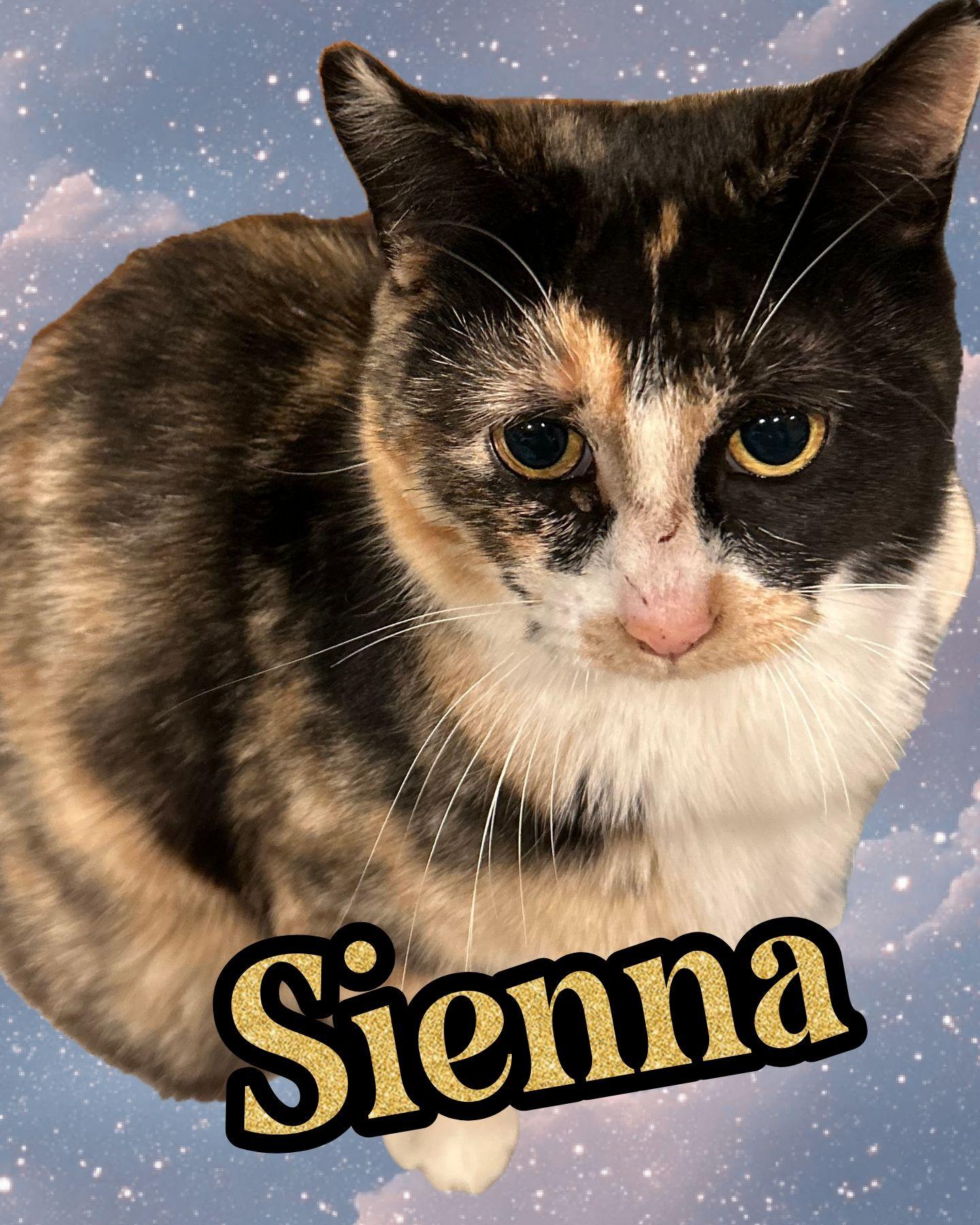 Enlarge Sienna, a ADOPTABLE Domestic Short Hair in Plymouth , PA image 1/1