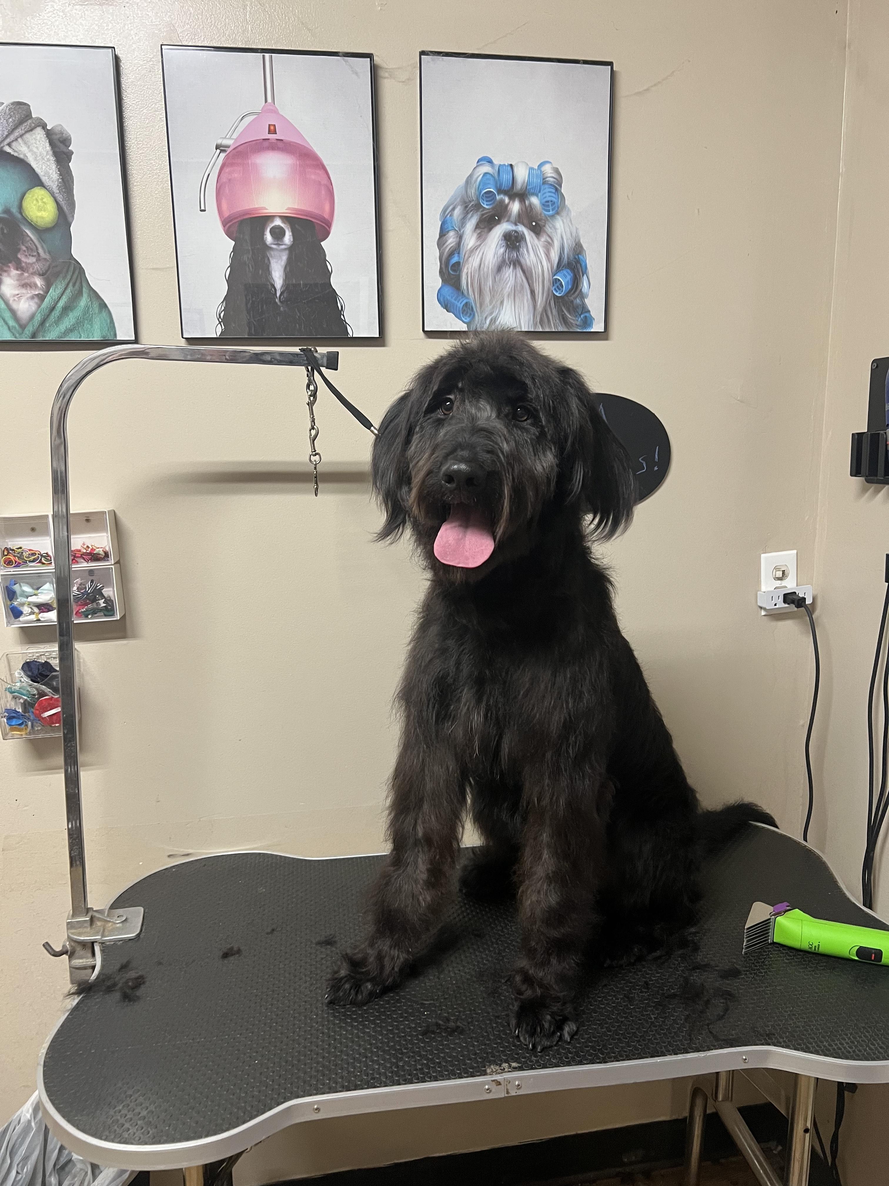 Enlarge Max, a Adopted mixed breed in Darien Center, NY image 5/6