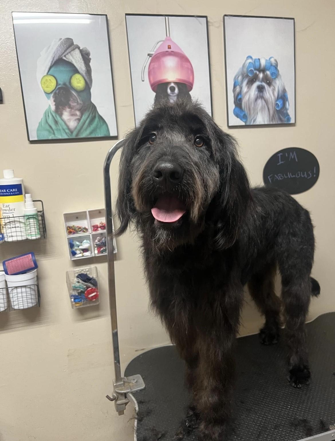 Max, Adopted, Young Male Poodle.