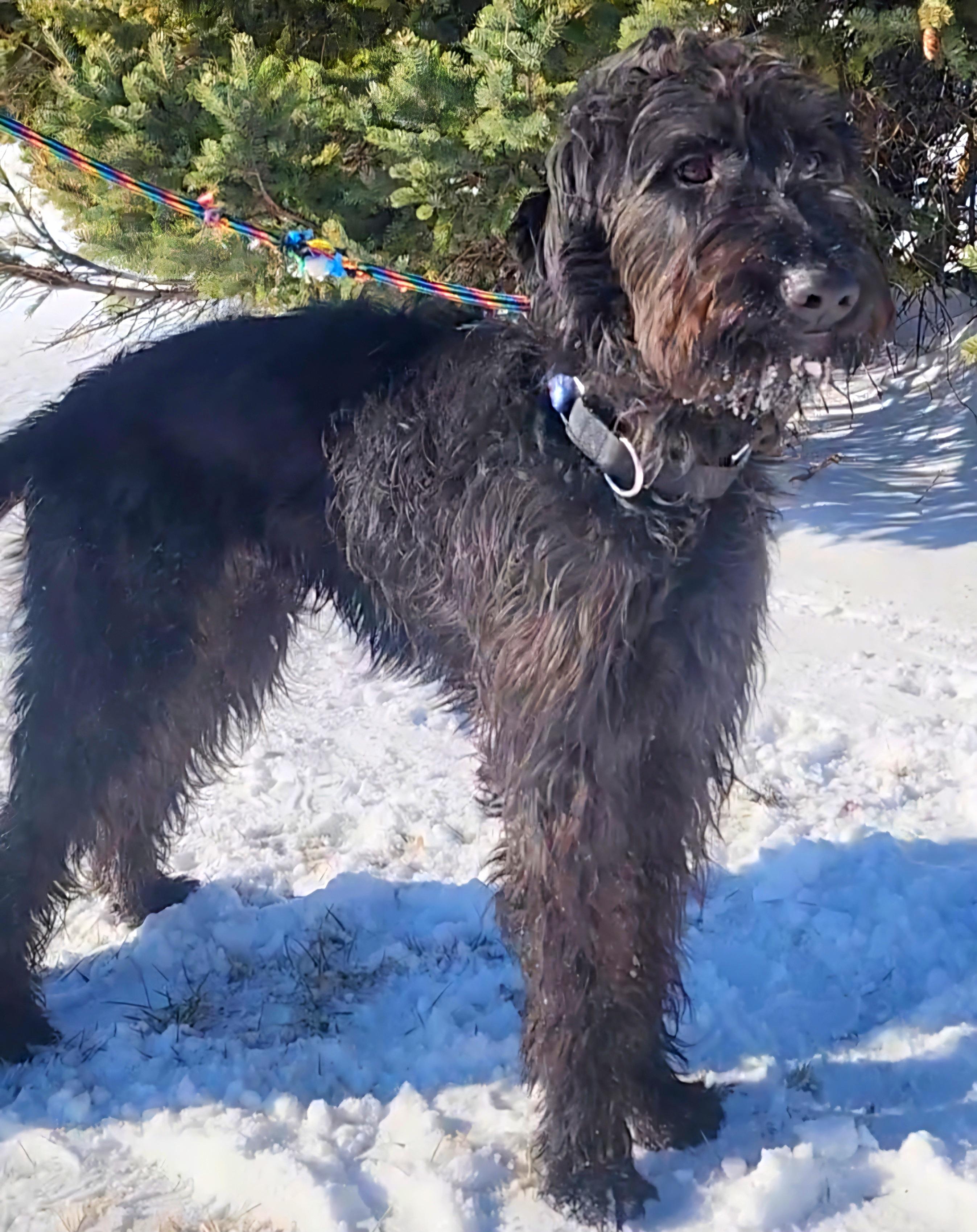 Enlarge Max, a Adopted mixed breed in Darien Center, NY image 6/6