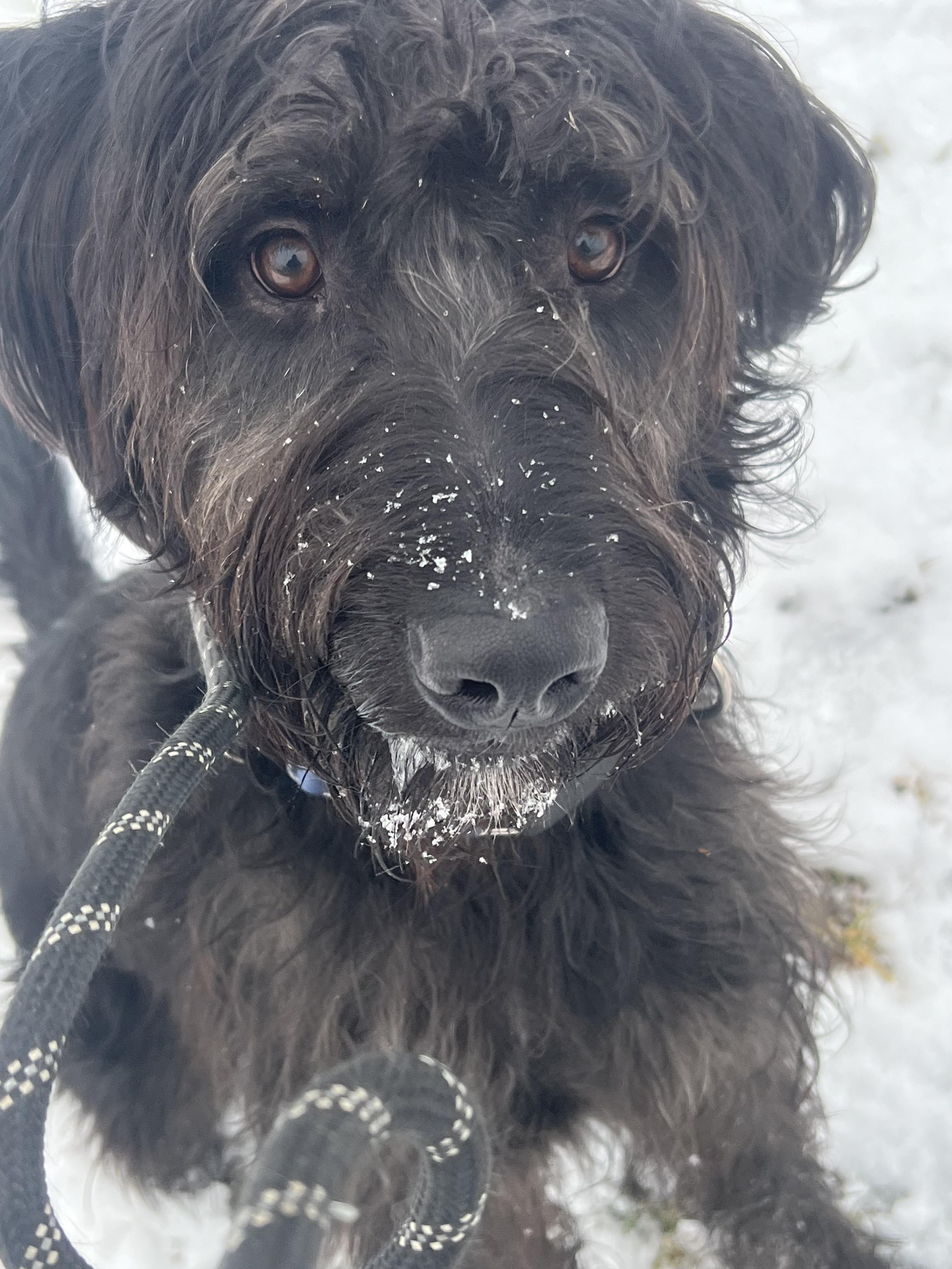 Enlarge Max, a Adopted mixed breed in Darien Center, NY image 2/6