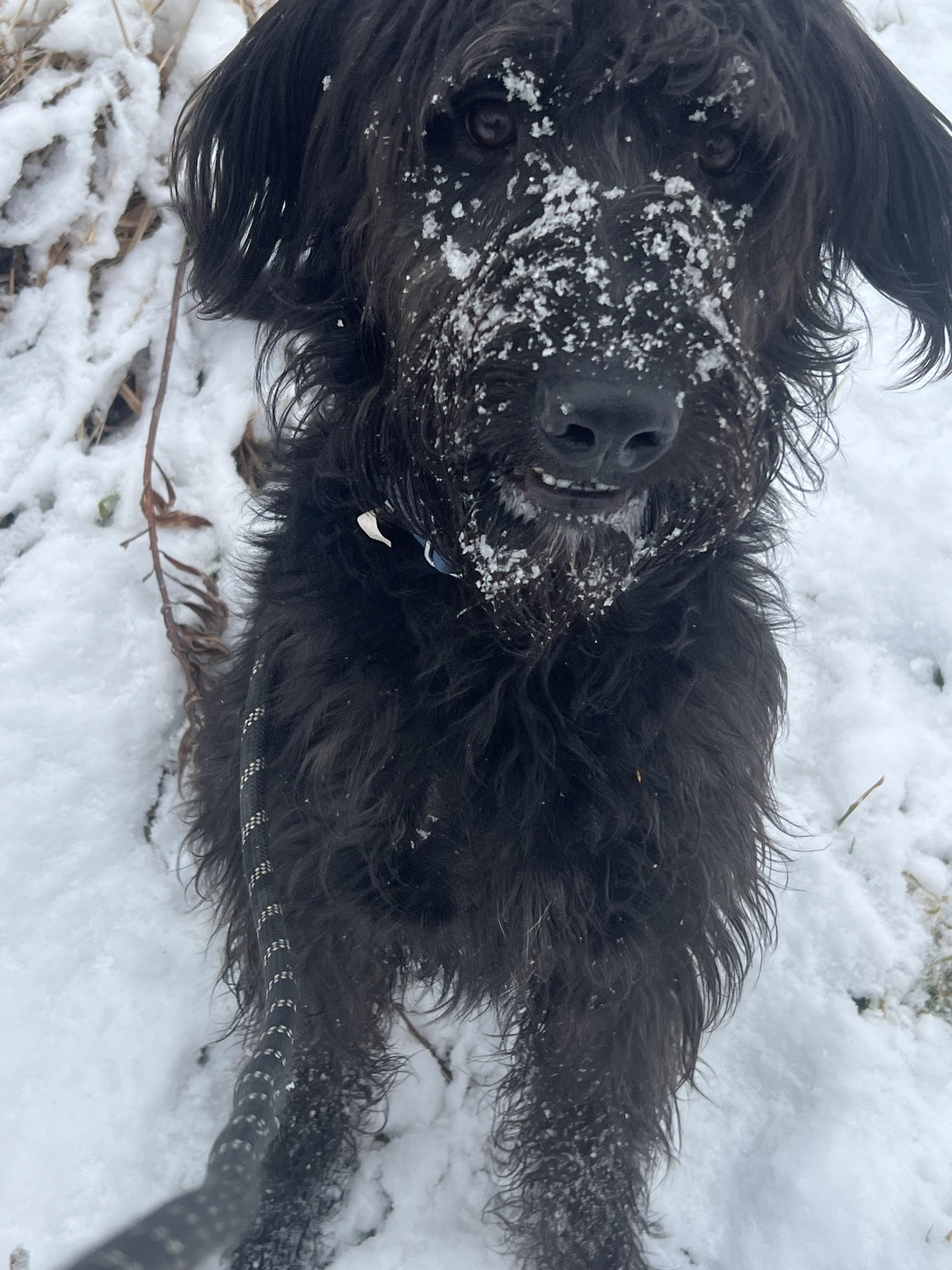 Enlarge Max, a Adopted mixed breed in Darien Center, NY image 4/6