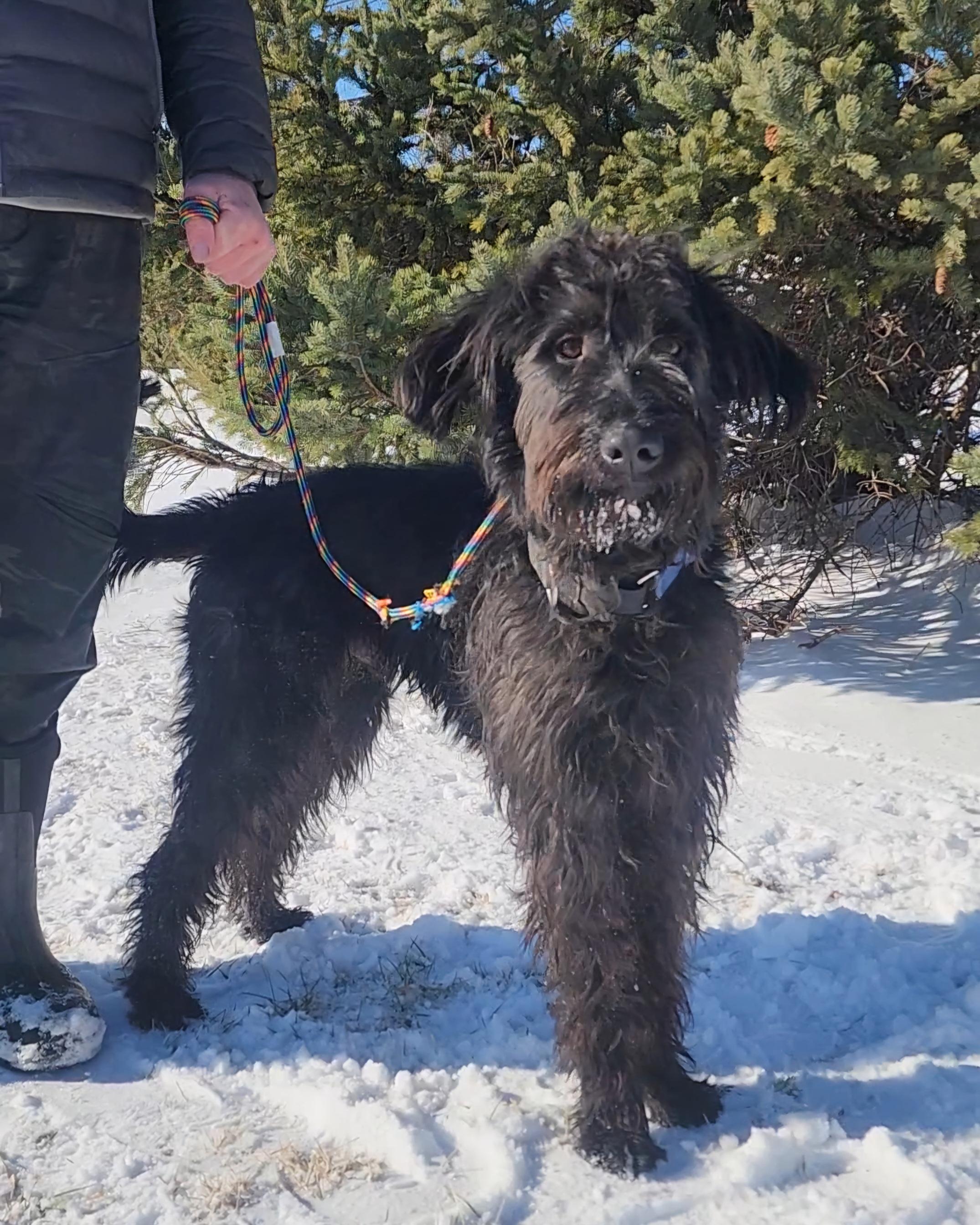 Enlarge Max, a Adopted mixed breed in Darien Center, NY image 3/6