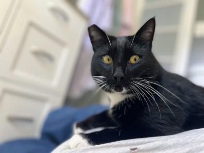 Enlarge Roman, a ADOPTABLE mixed breed in Santa Cruz, CA image 3/3