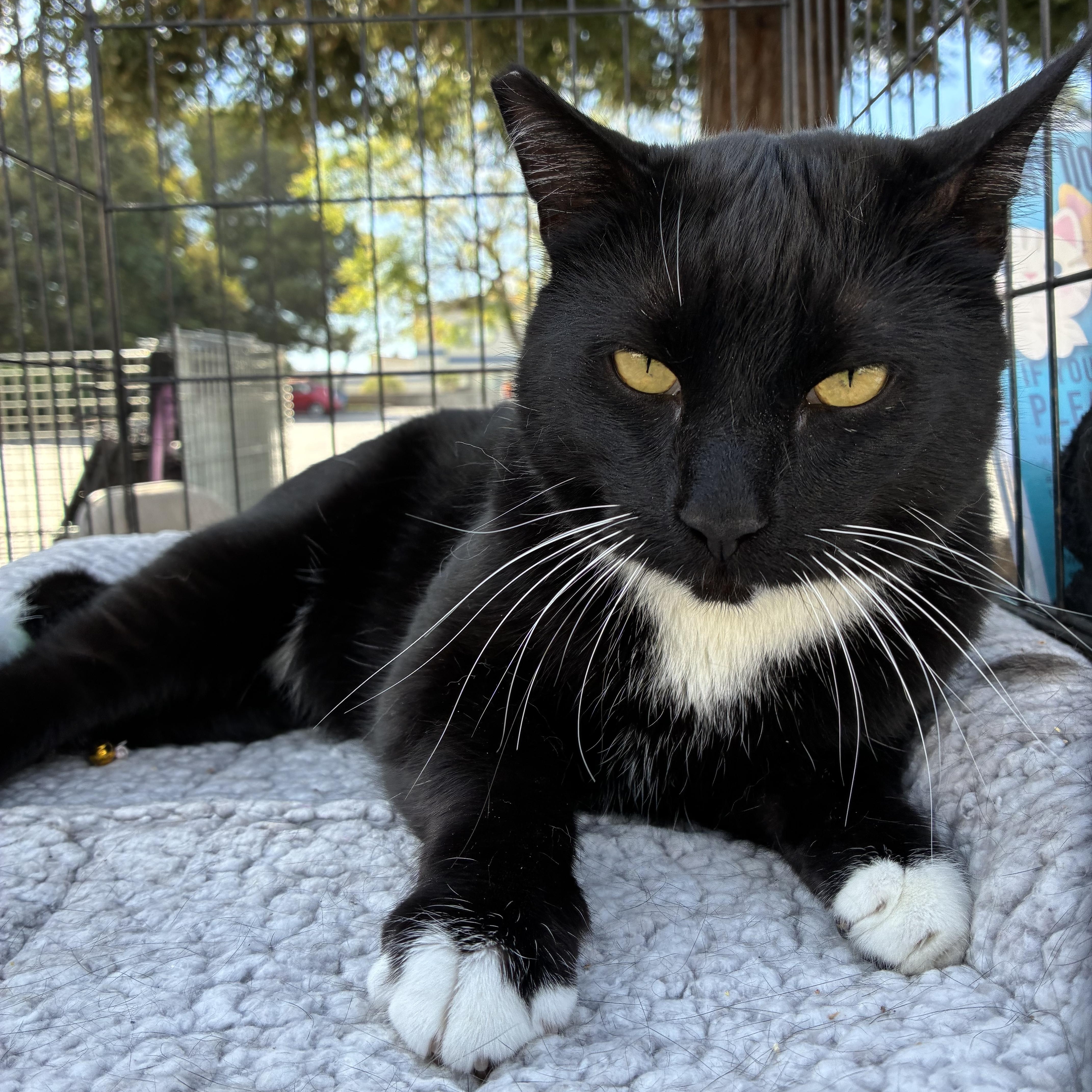 Roman, ADOPTABLE, Adult Male Domestic Medium Hair.