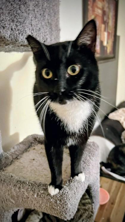 Enlarge Roman, a ADOPTABLE mixed breed in Santa Cruz, CA image 2/3