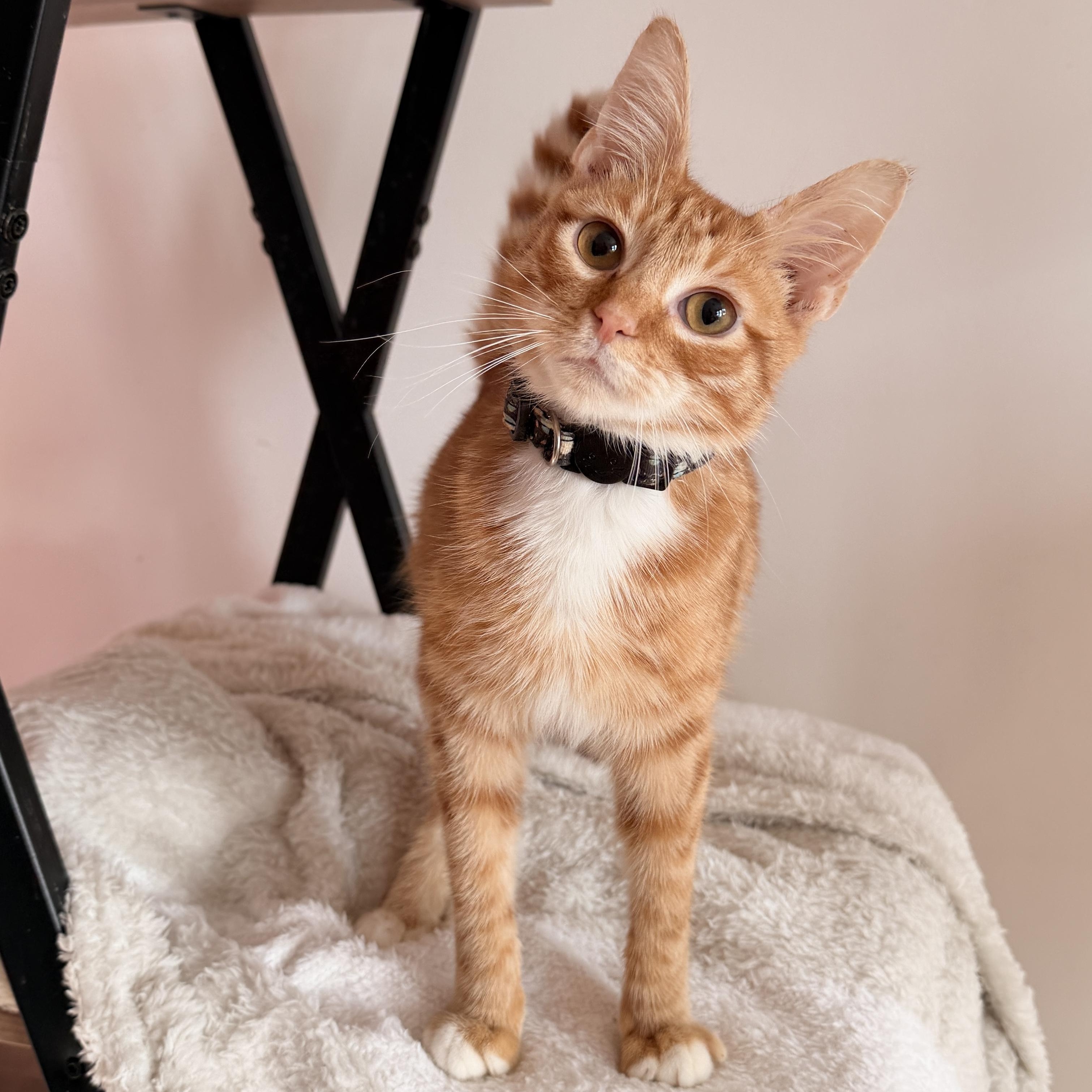 Enlarge SKIPPY, an adoption pending Tabby in New York, NY image 2/3