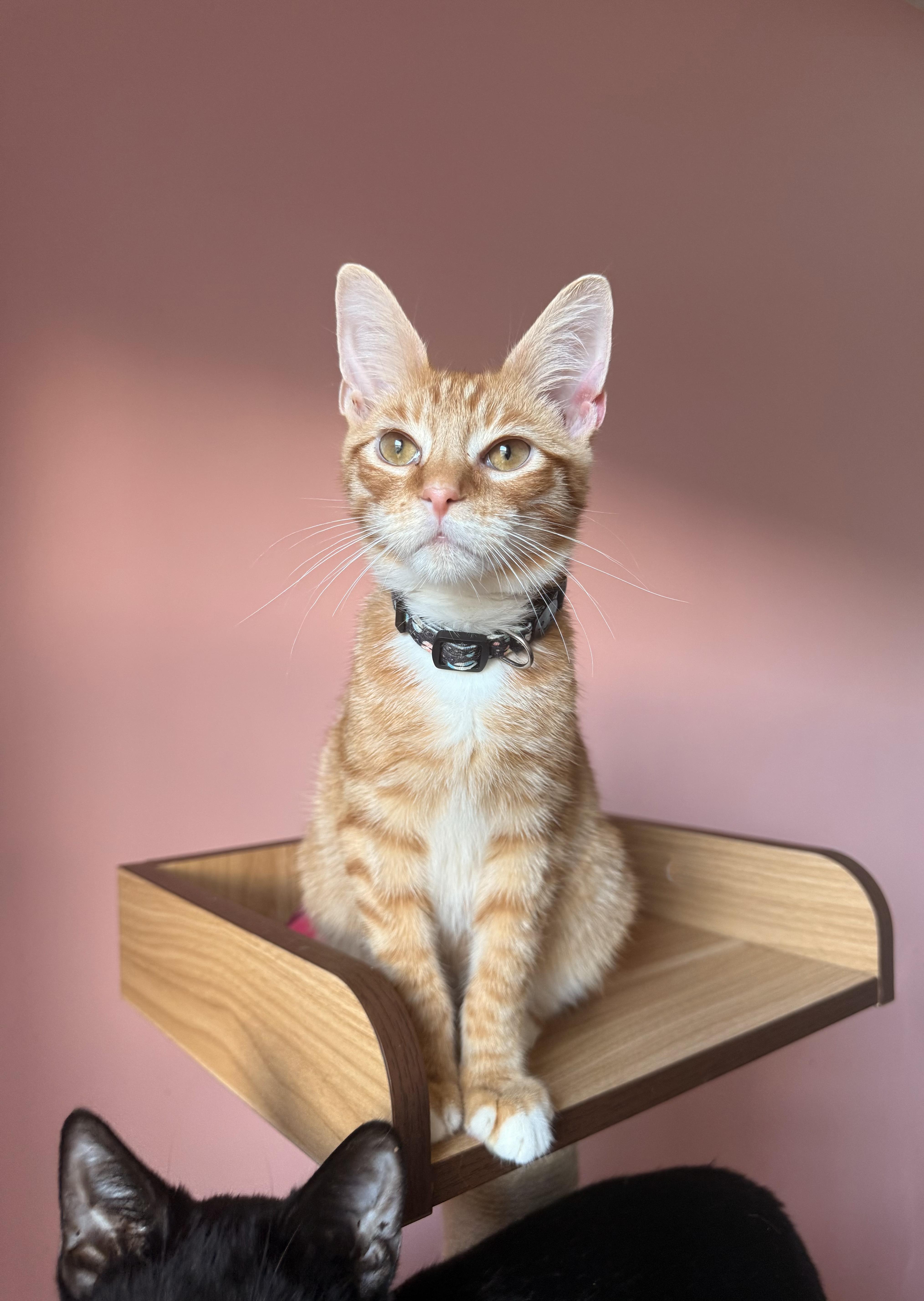 Enlarge SKIPPY, an adoption pending Tabby in New York, NY image 3/3