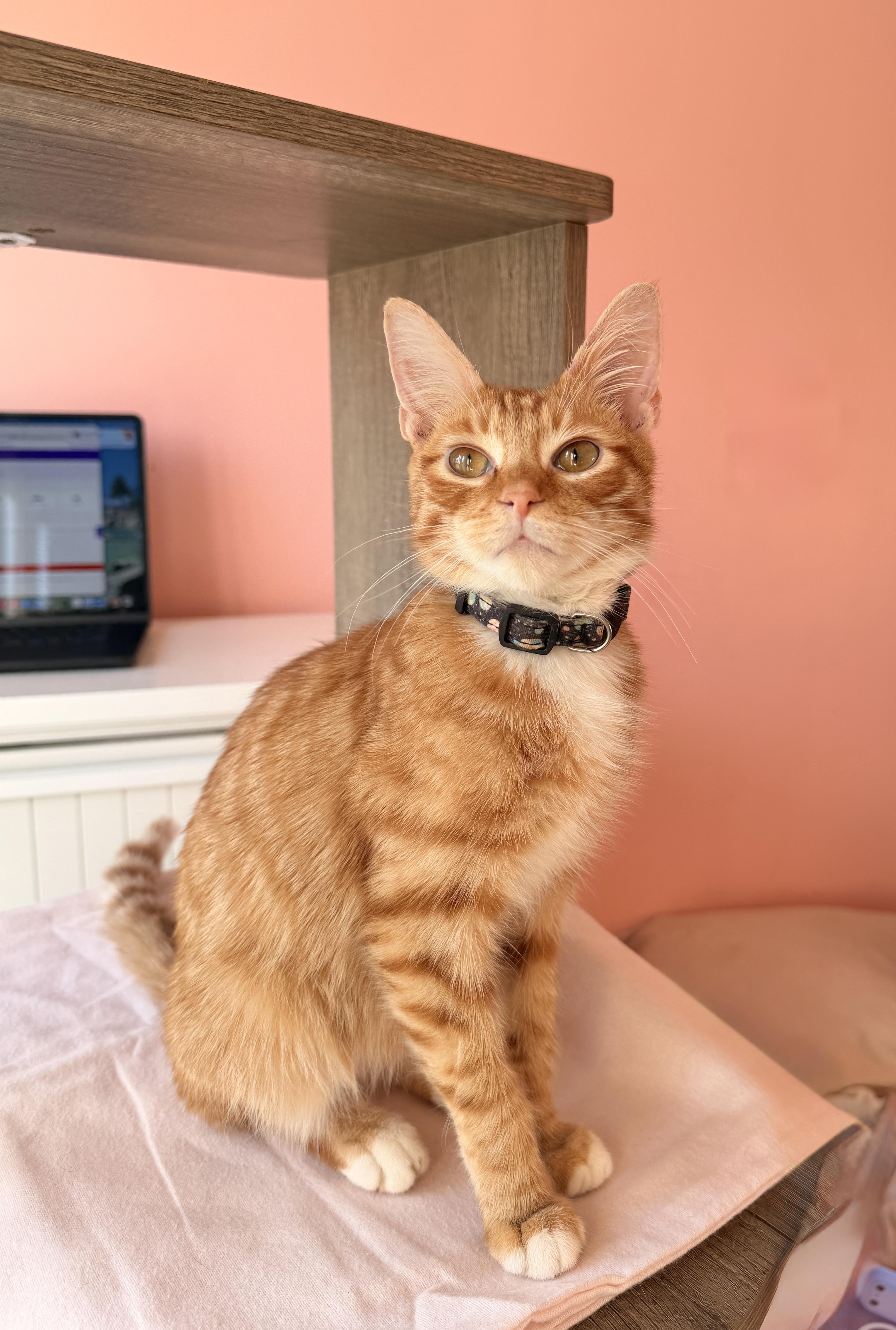 SKIPPY, adoptable, Kitten Male Tabby.