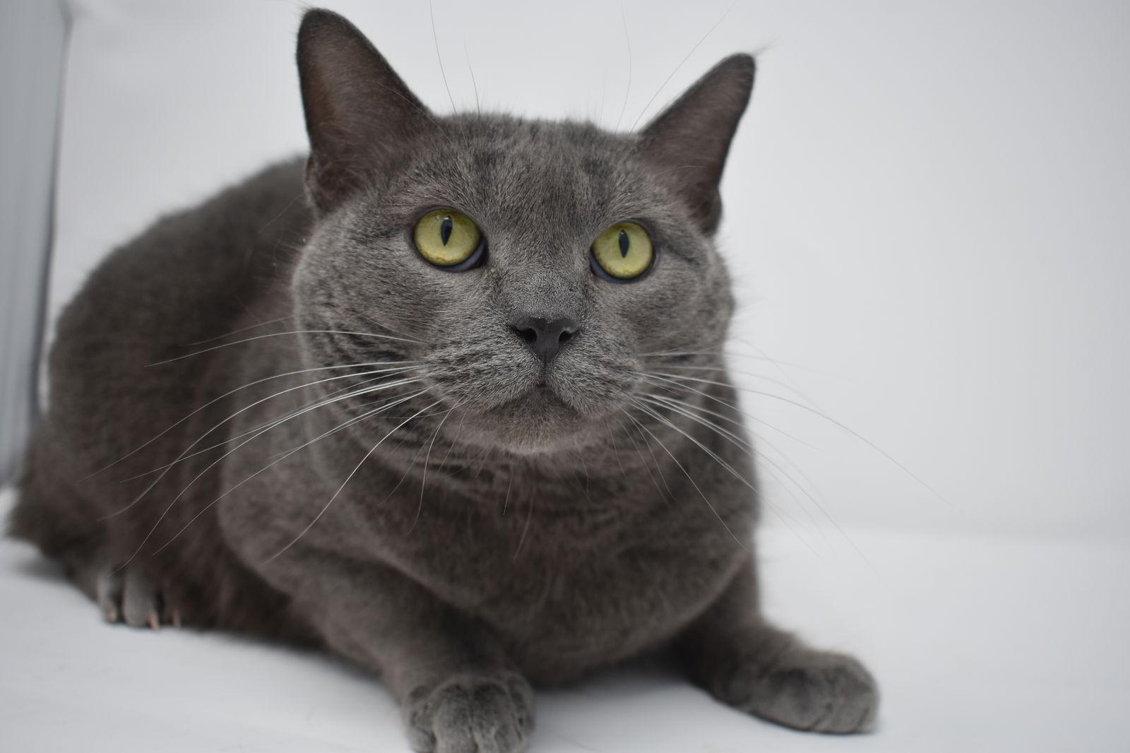 Enlarge Carla, a Adoptable Domestic Short Hair in Williamston, MI image 2/3