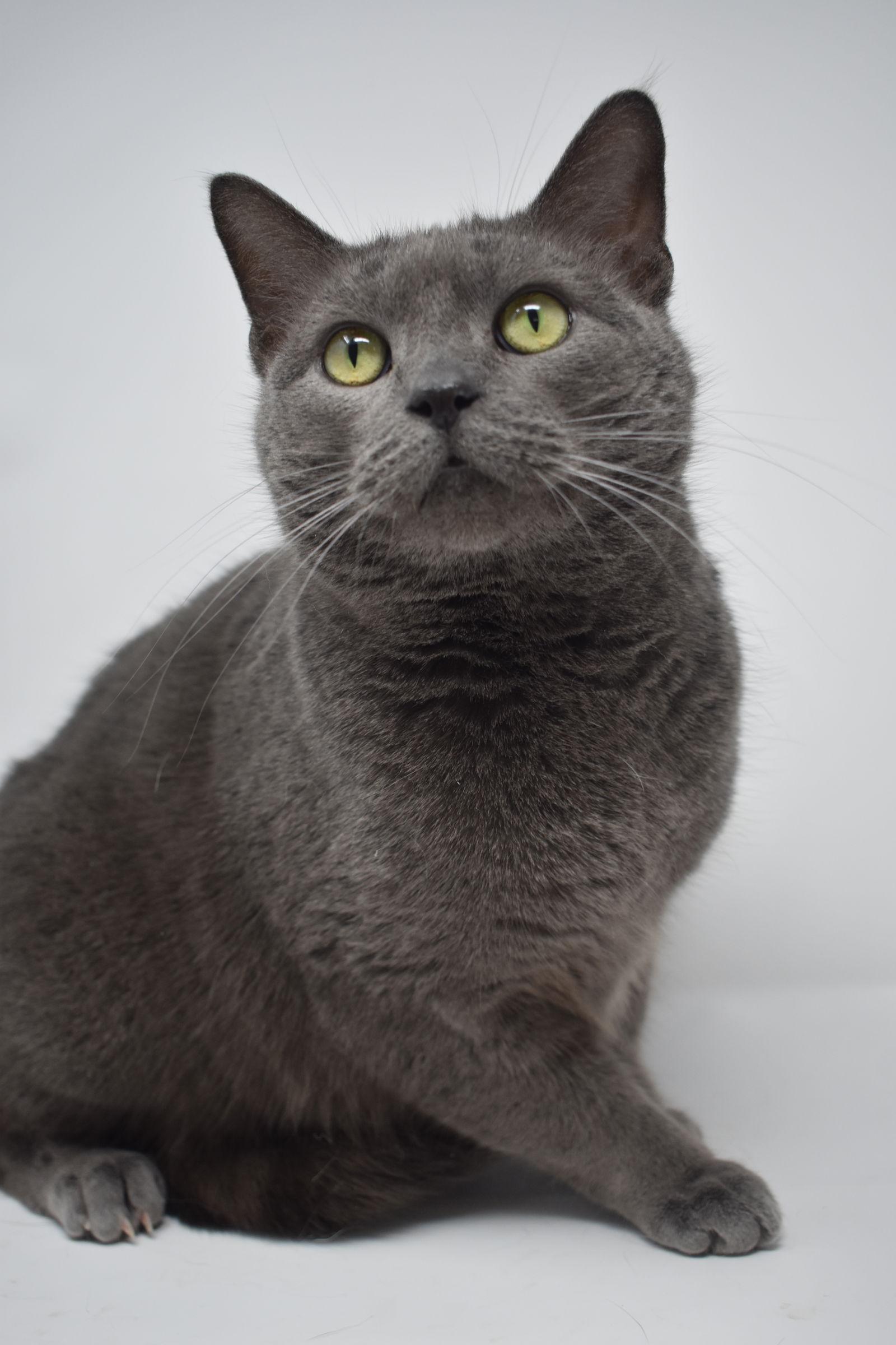 Enlarge Carla, a Adoptable Domestic Short Hair in Williamston, MI image 3/3