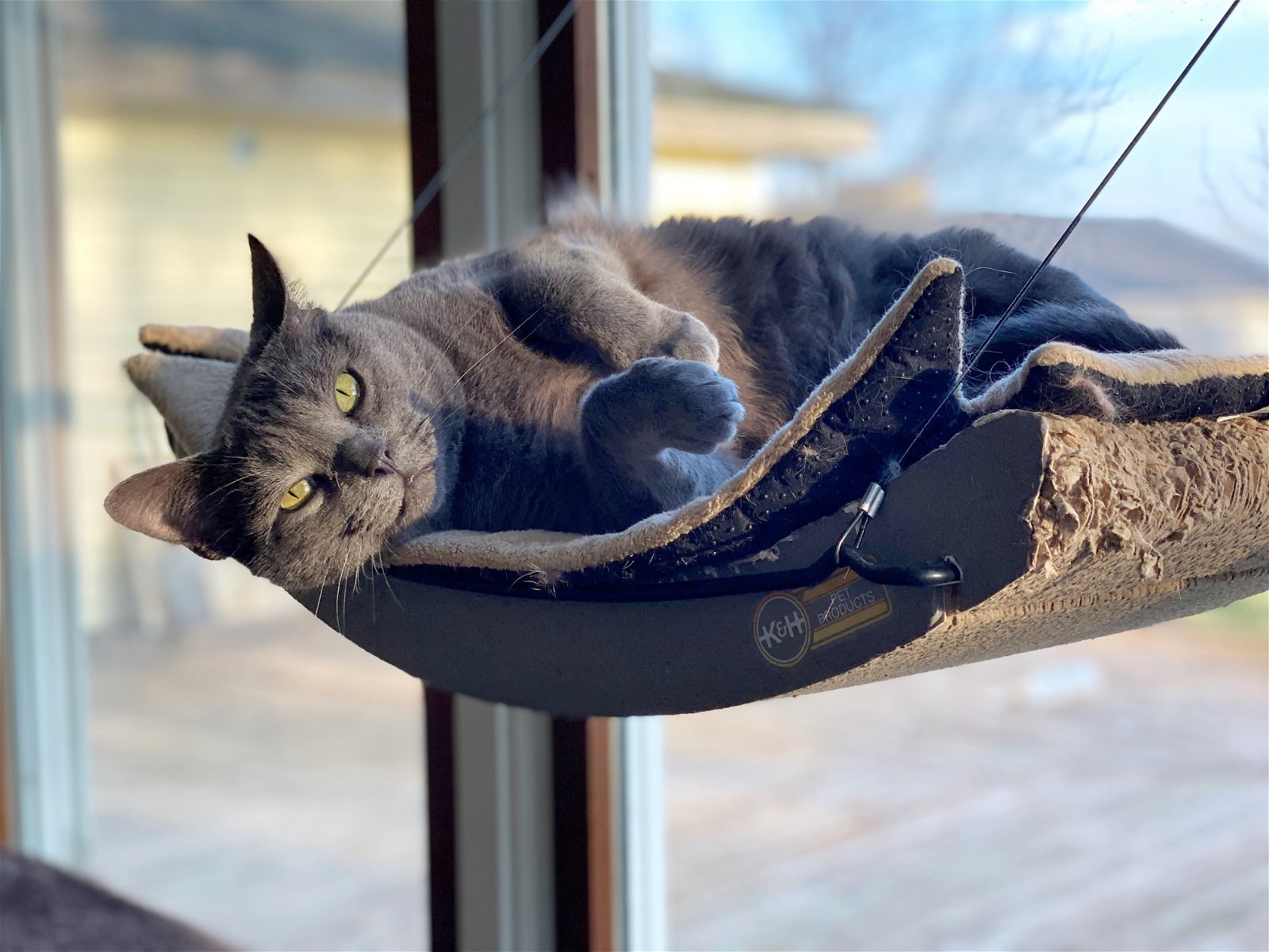 Carla, a Adoptable Domestic Short Hair in Williamston, MI image 3/7