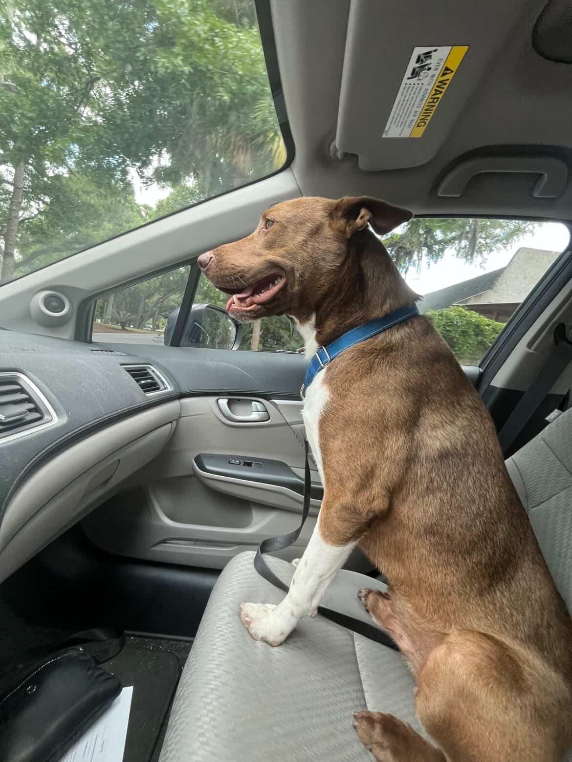 Enlarge Manny, a Adoptable mixed breed in Powder Springs, GA image 2/4