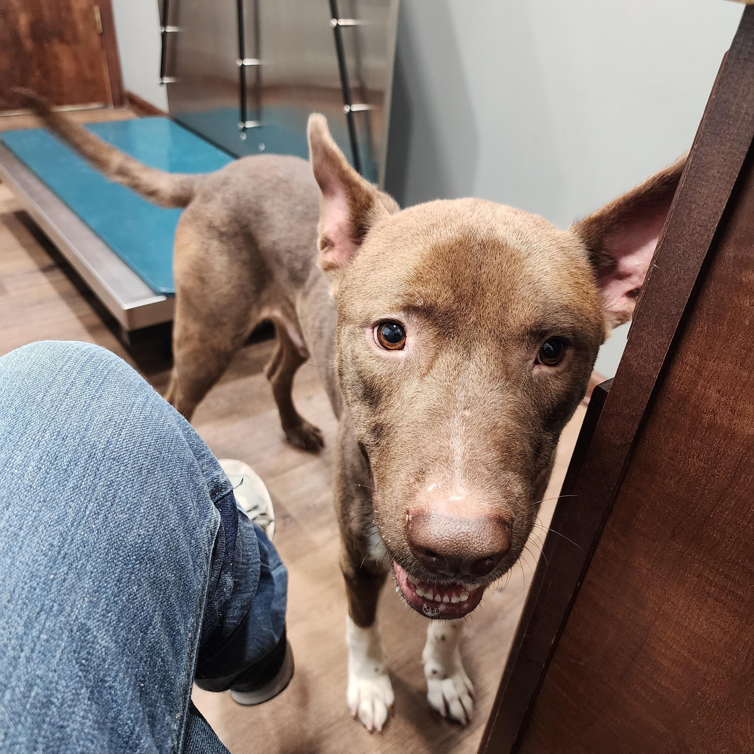 Manny, a Adoptable mixed breed in Powder Springs, GA image 2/2