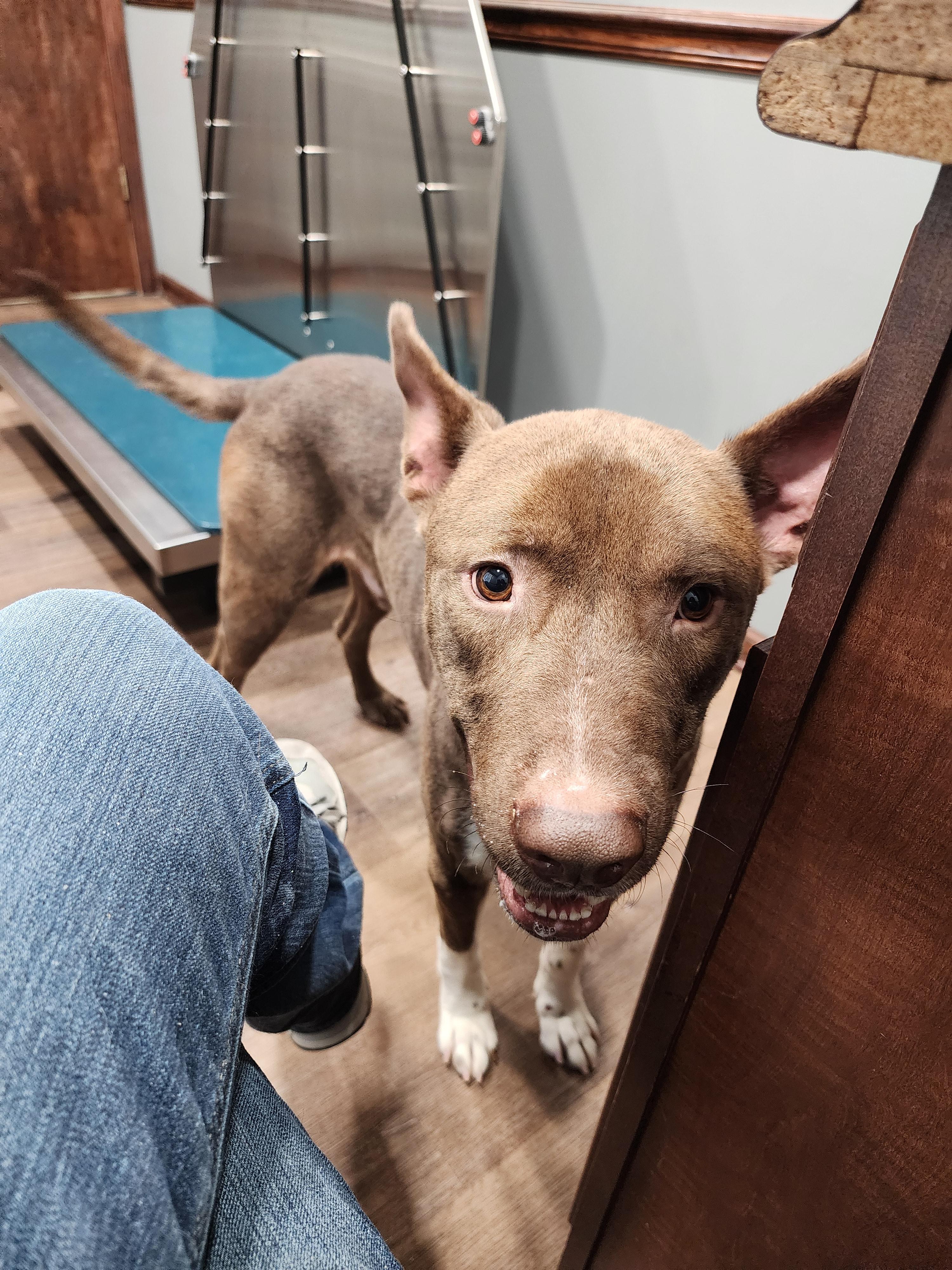 Enlarge Manny, a Adoptable mixed breed image 1/3