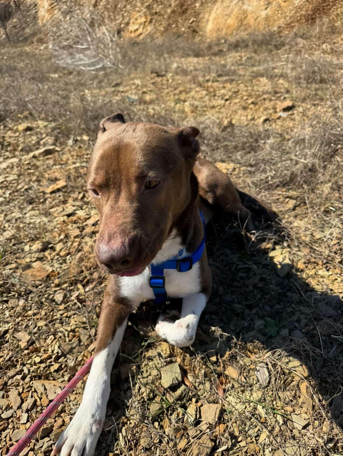 Enlarge Manny, a Adoptable mixed breed in Powder Springs, GA image 4/4