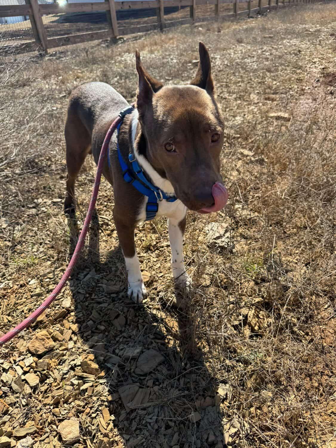 Enlarge Manny, a Adoptable mixed breed in Powder Springs, GA image 3/4