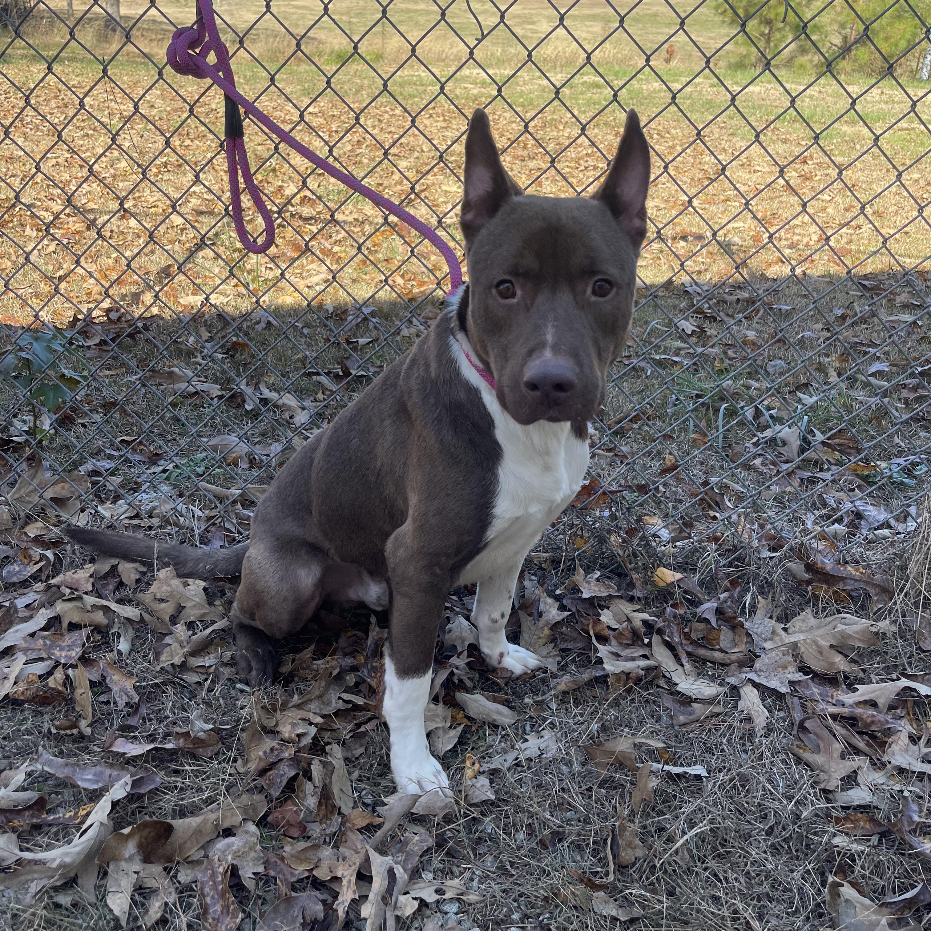 Enlarge Manny, a Adoptable mixed breed image 2/3