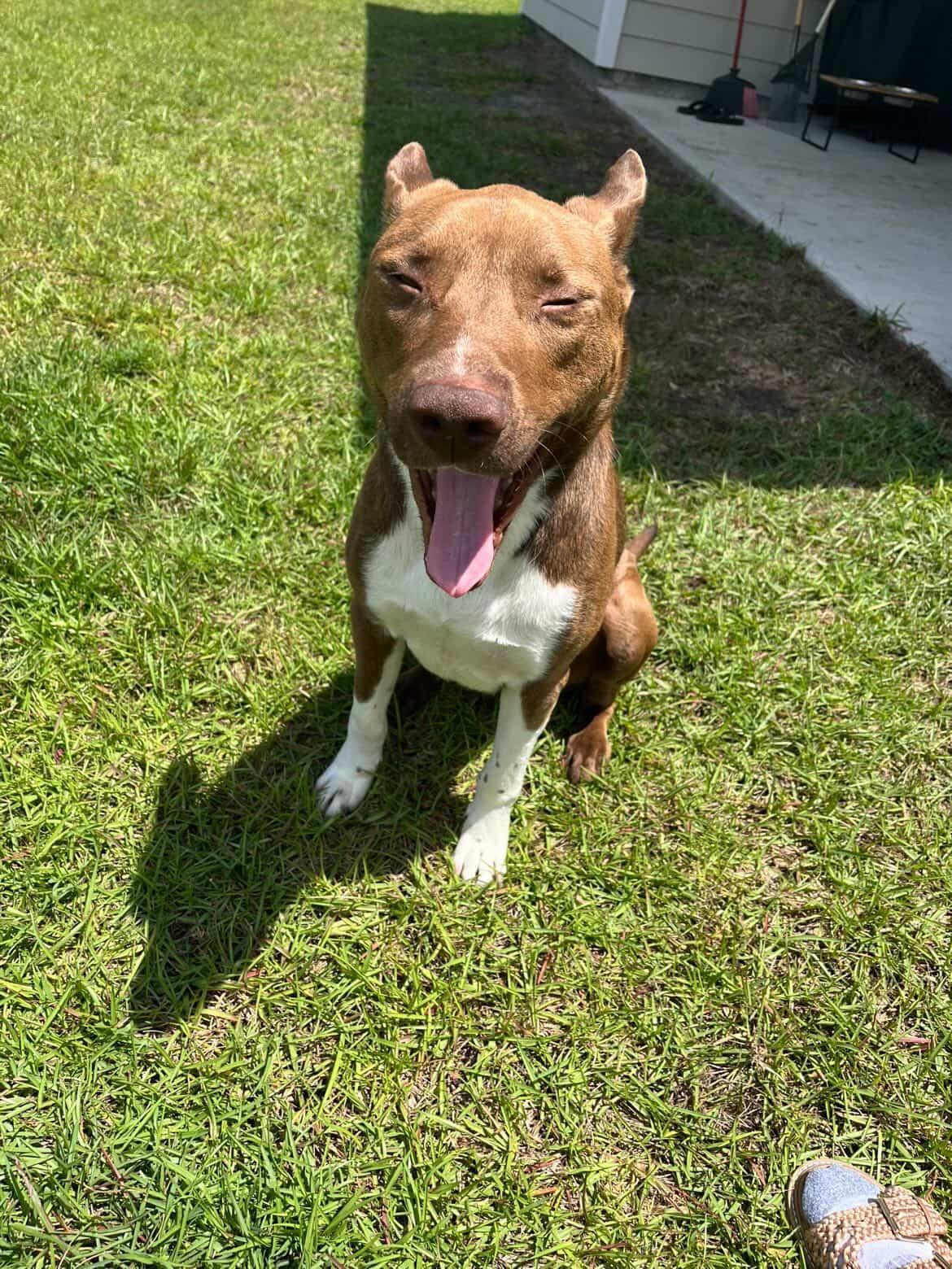 Manny, Adoptable, Senior Male German Shepherd Dog & Pit Bull Terrier.