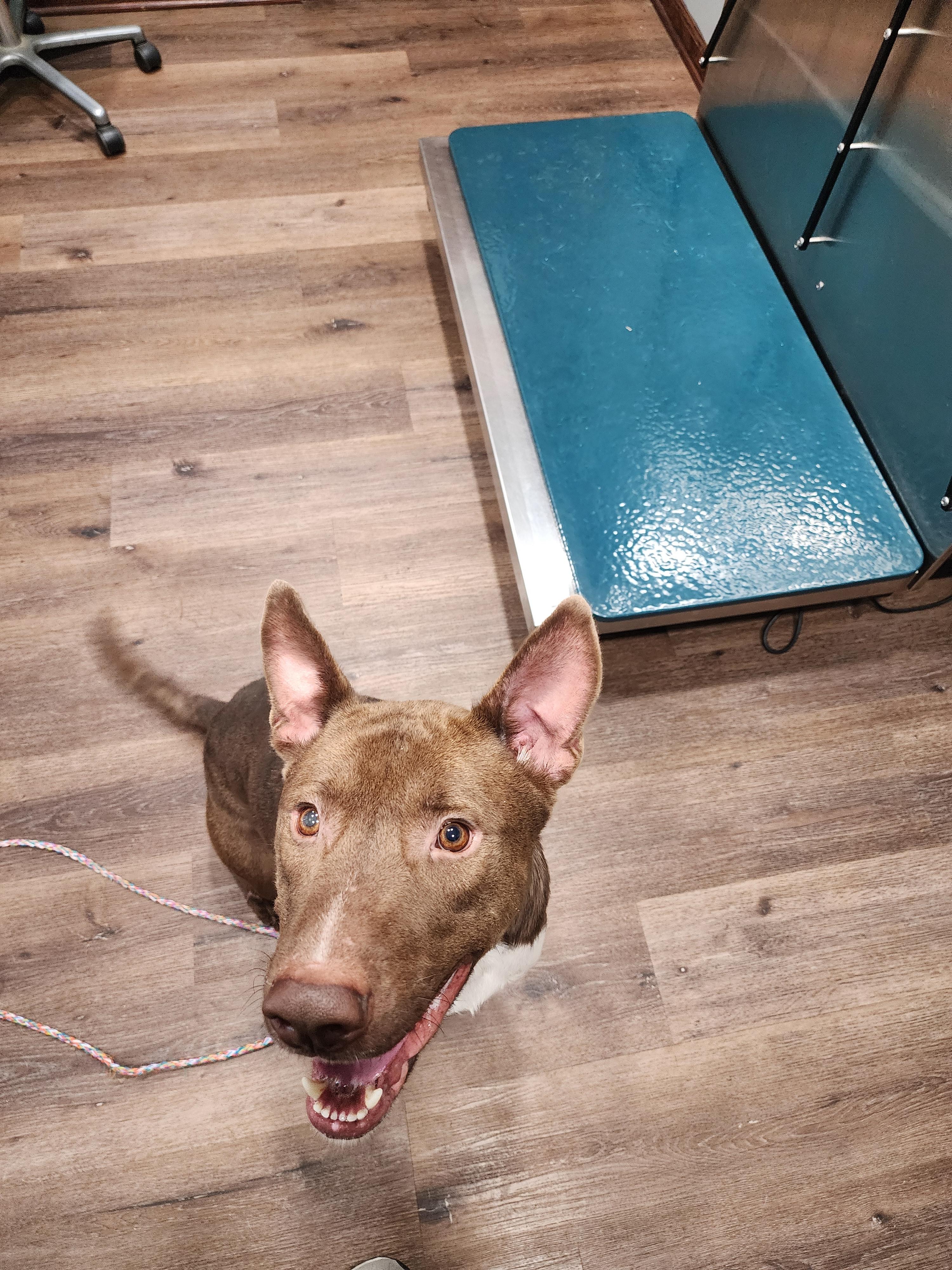 Enlarge Manny, a Adoptable mixed breed image 3/3