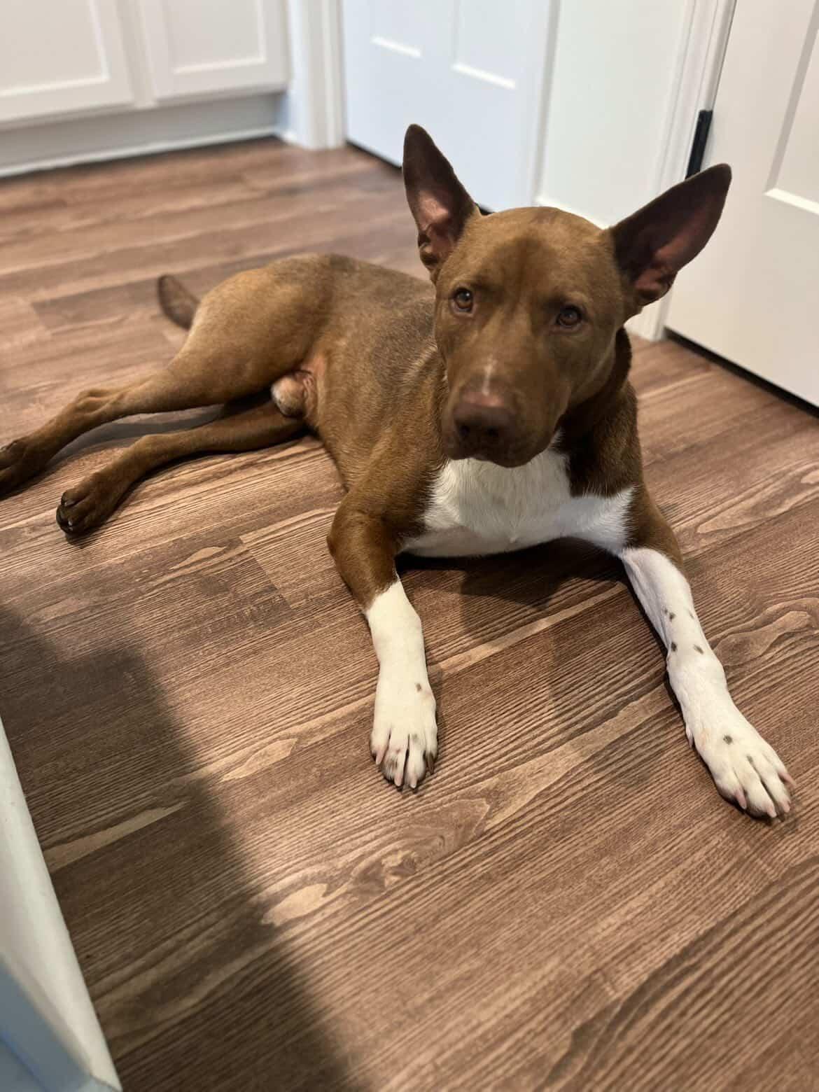 Enlarge Manny, a Adoptable mixed breed in Powder Springs, GA image 4/4