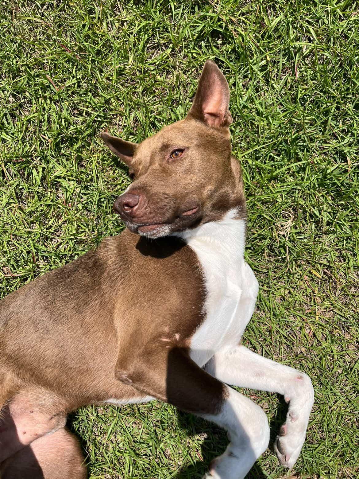 Enlarge Manny, a Adoptable mixed breed in Powder Springs, GA image 3/4