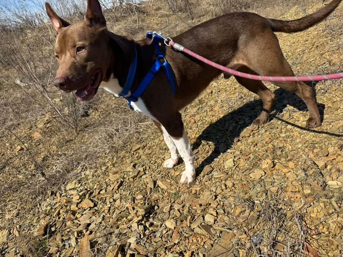 Enlarge Manny, a Adoptable mixed breed in Powder Springs, GA image 2/4