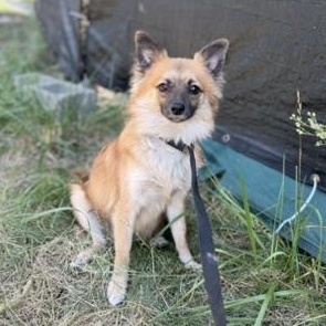 Sam, a ADOPTABLE mixed breed in Alma, MI image 2/2
