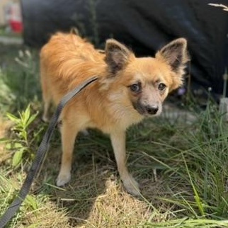 Sam, a ADOPTABLE mixed breed in Alma, MI image 1/2