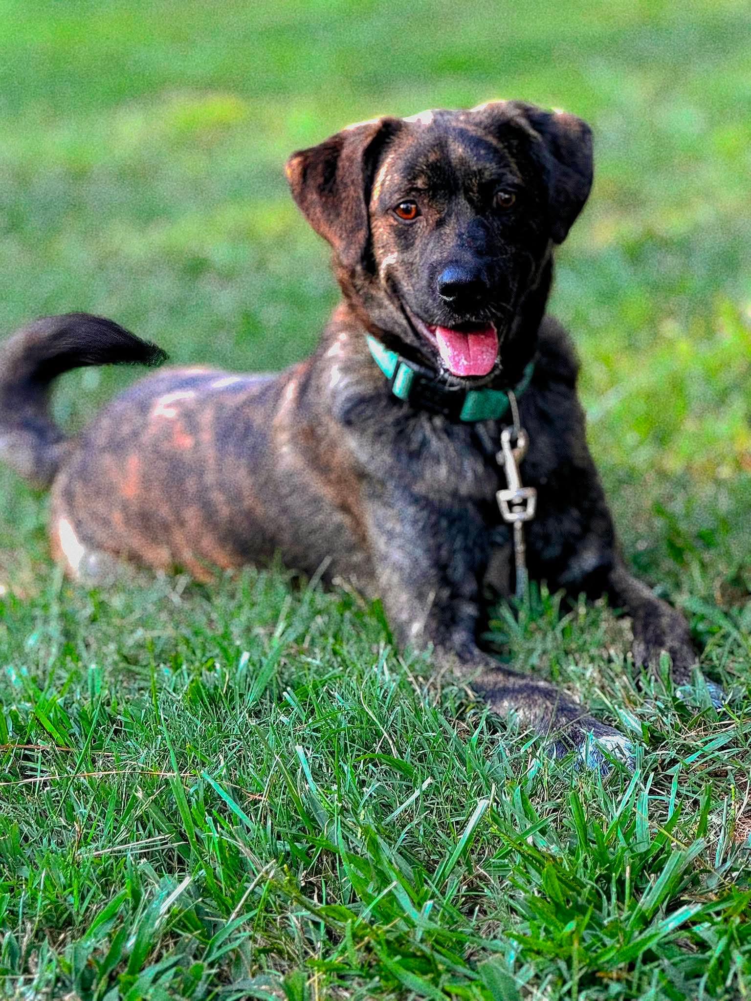 Bear, Adoptable, Young Male Shepherd.
