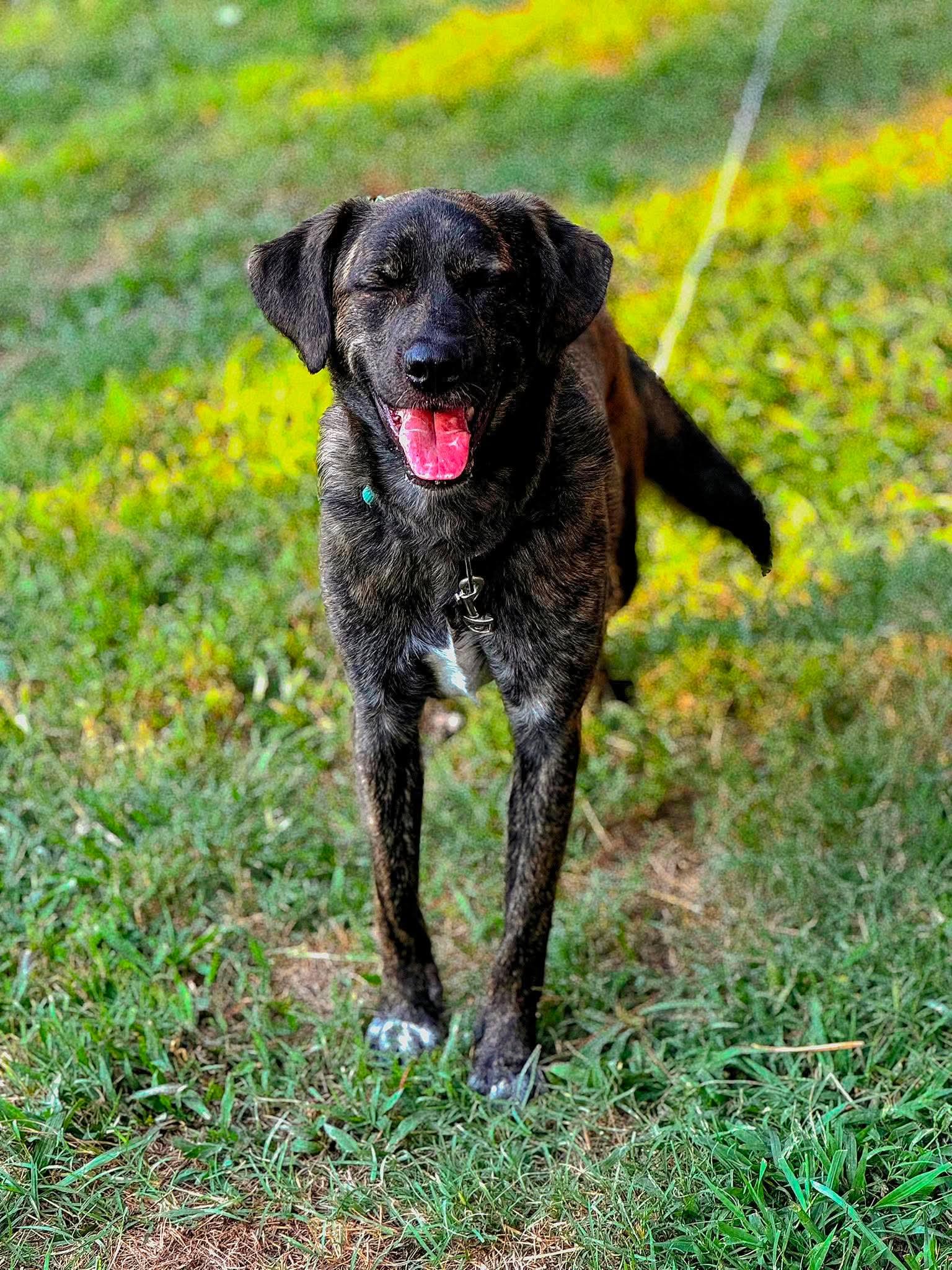 Enlarge Bear, a Adoptable mixed breed in Dixon, KY image 2/4