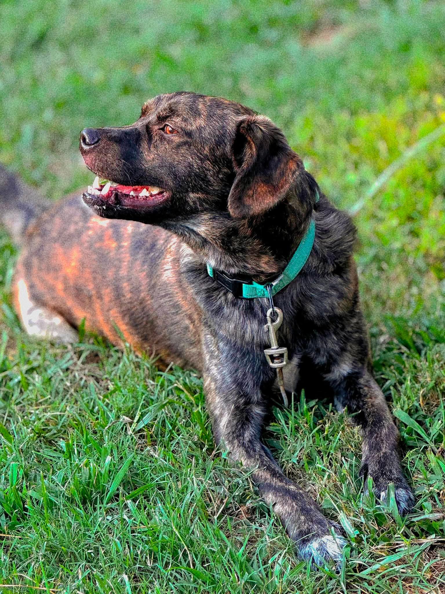 Enlarge Bear, a Adoptable mixed breed in Dixon, KY image 4/4