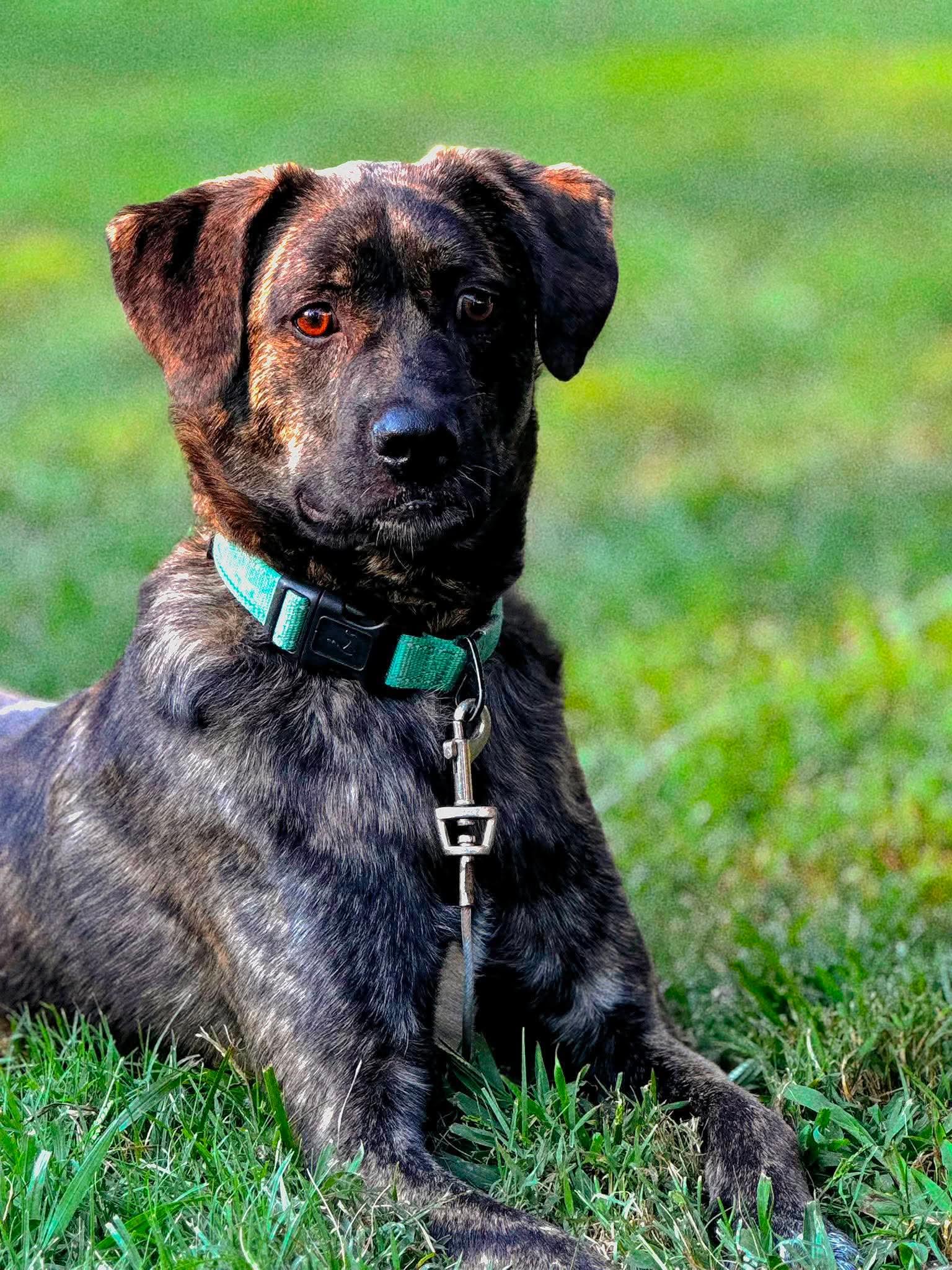 Enlarge Bear, a Adoptable mixed breed in Dixon, KY image 3/4