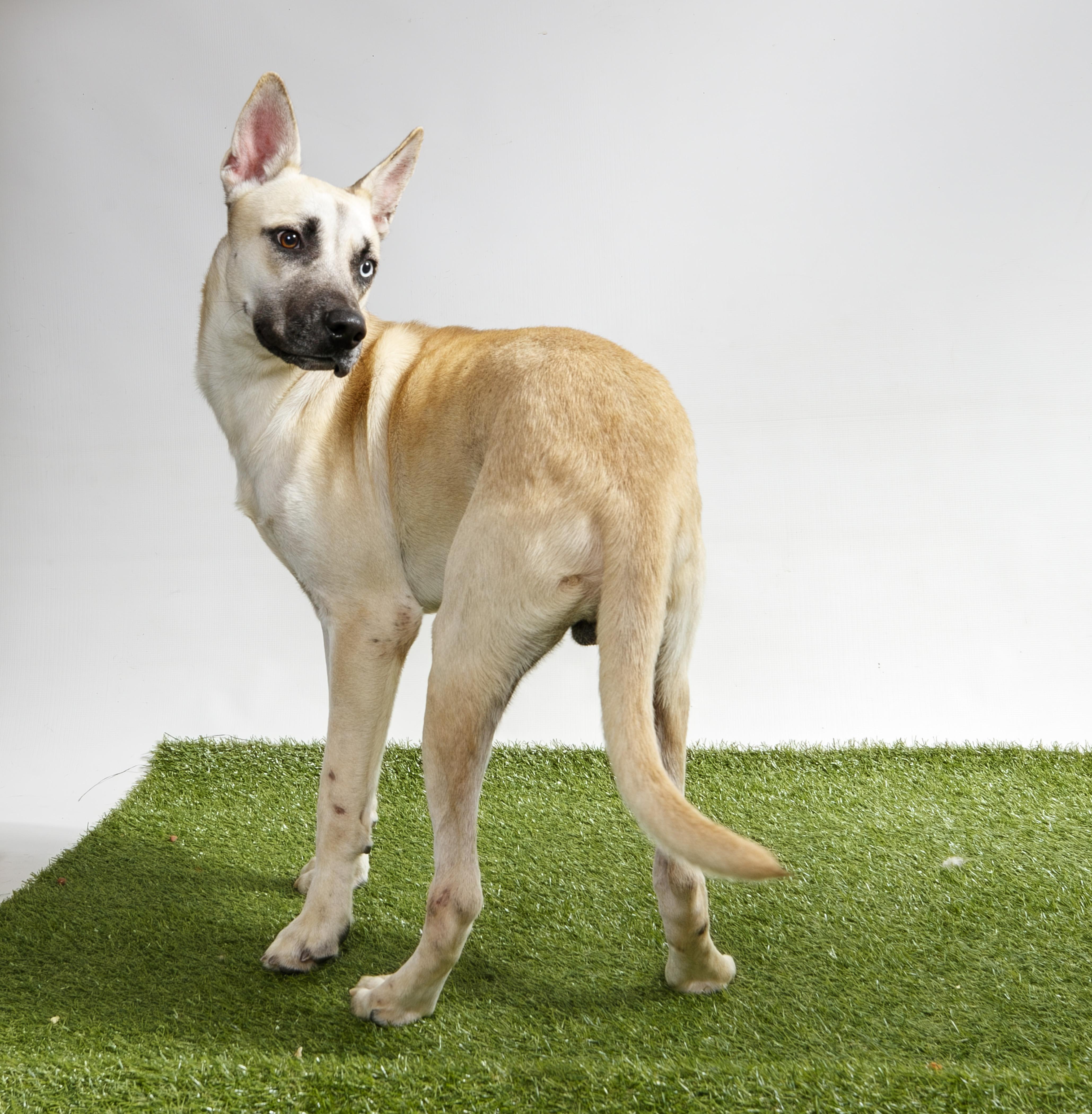Enlarge Solar Power, a Adoptable White German Shepherd in Harvey , LA image 2/5