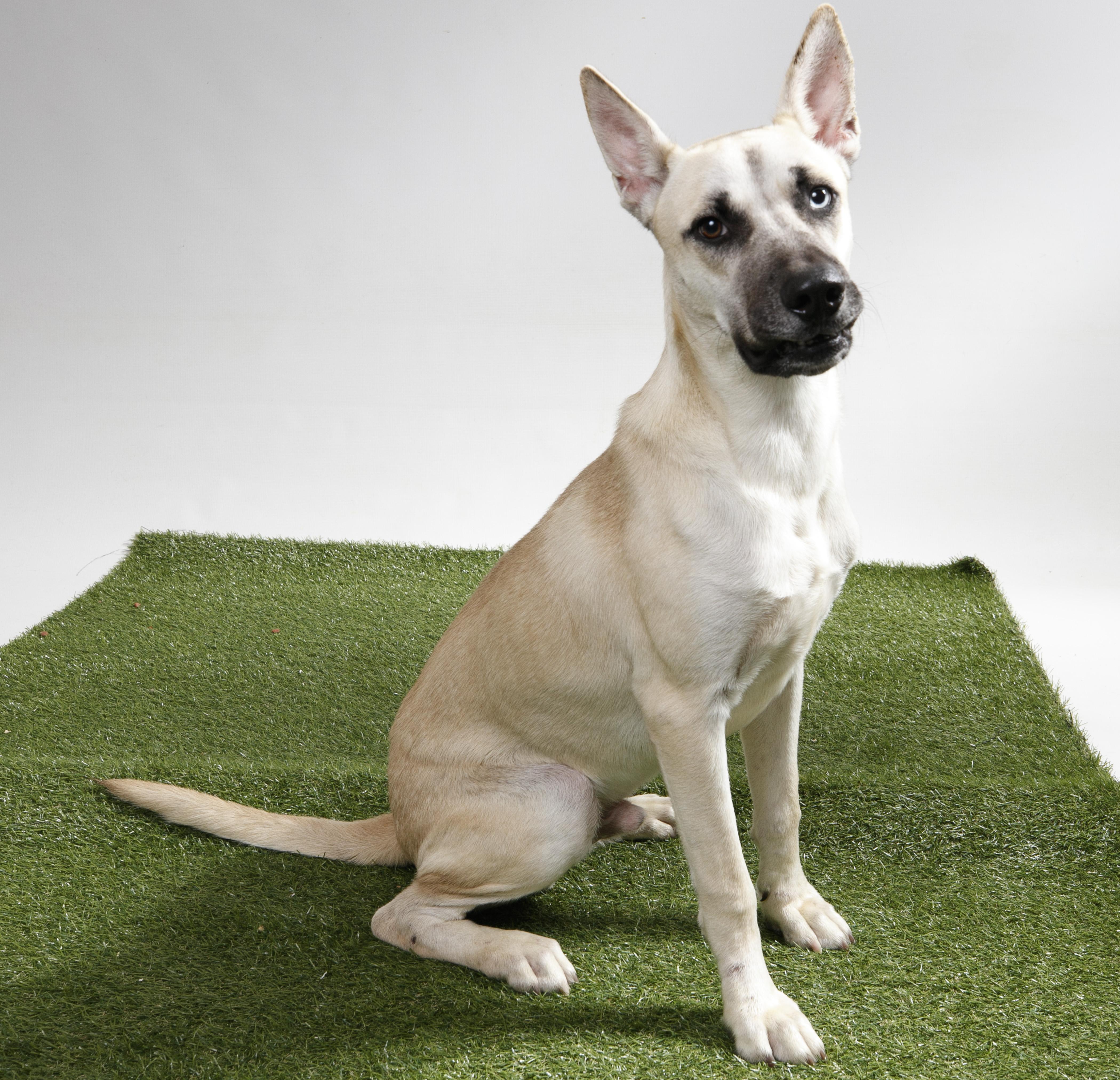 Enlarge Solar Power, a Adoptable White German Shepherd in Harvey , LA image 1/5