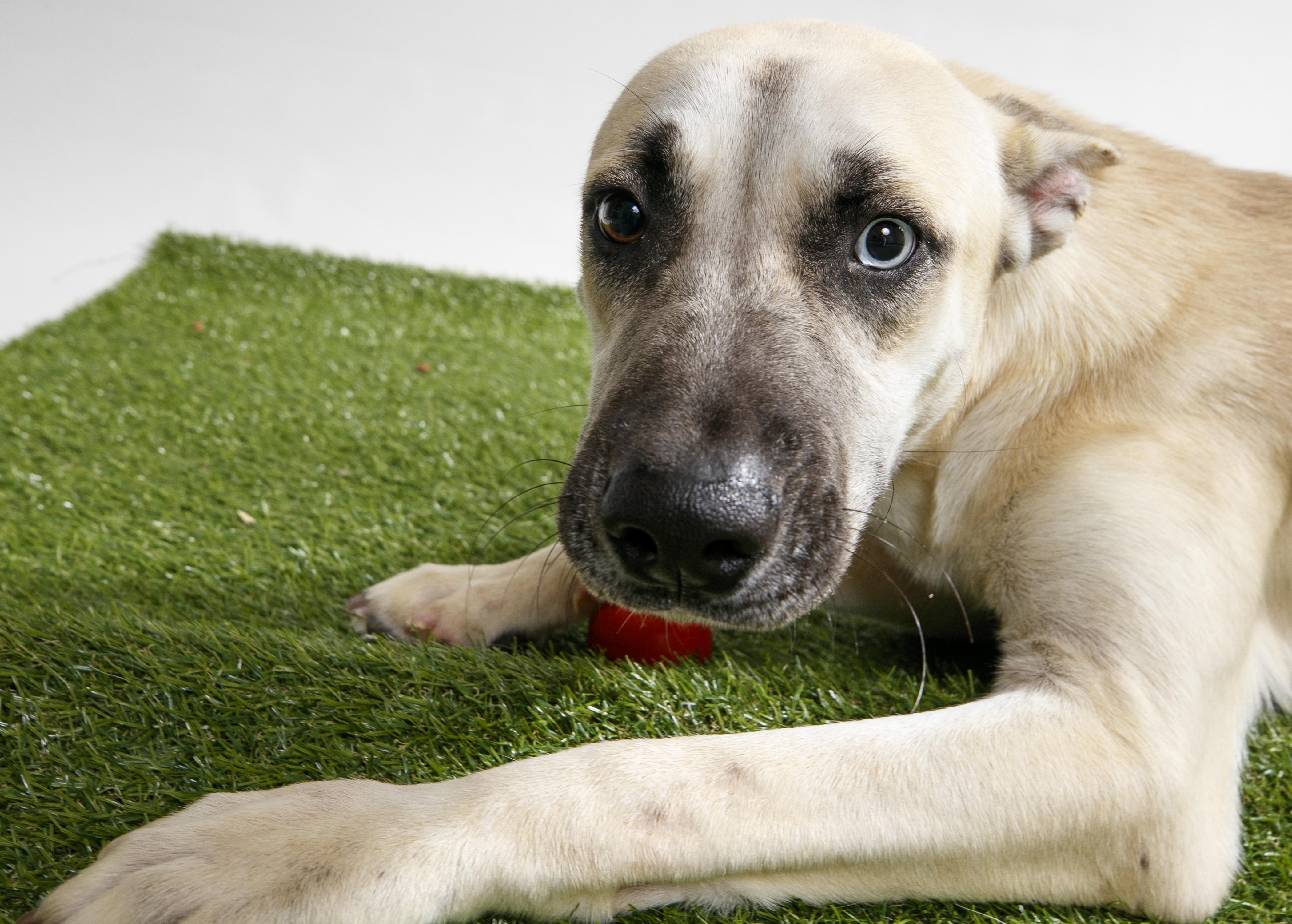Enlarge Solar Power, a Adoptable White German Shepherd in Harvey , LA image 4/5