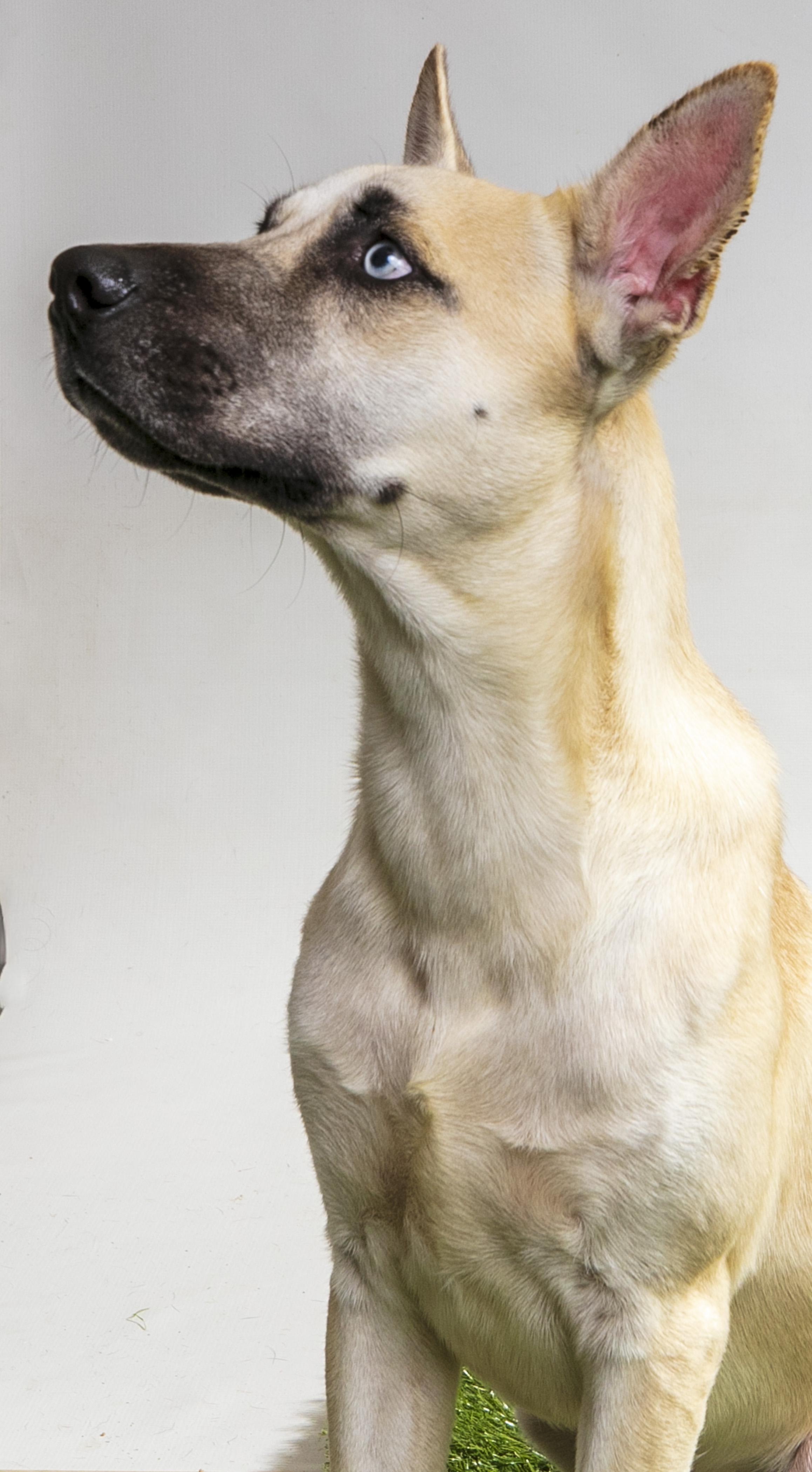 Enlarge Solar Power, a Adoptable White German Shepherd in Harvey , LA image 3/5