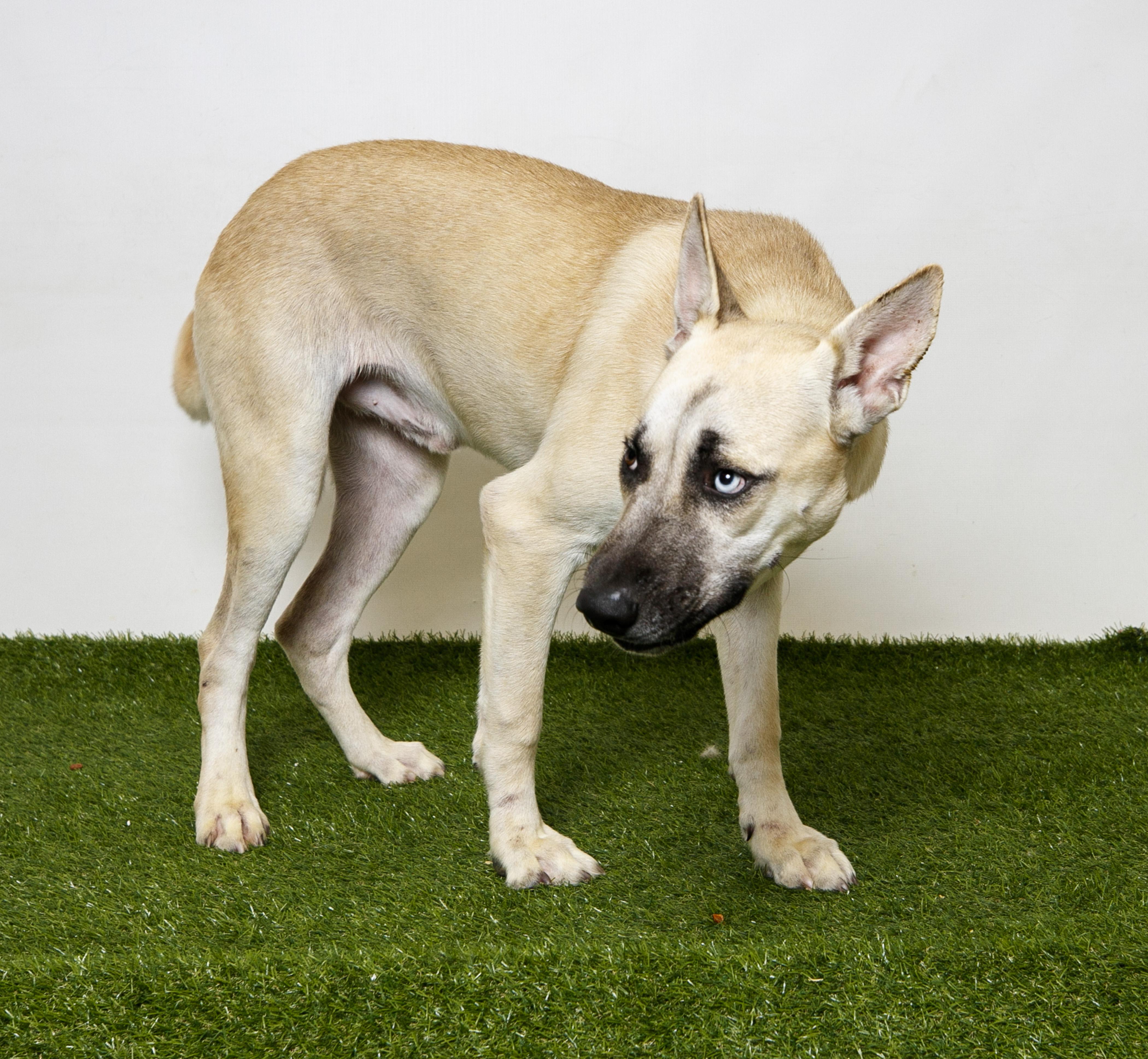 Enlarge Solar Power, a Adoptable White German Shepherd in Harvey , LA image 5/5