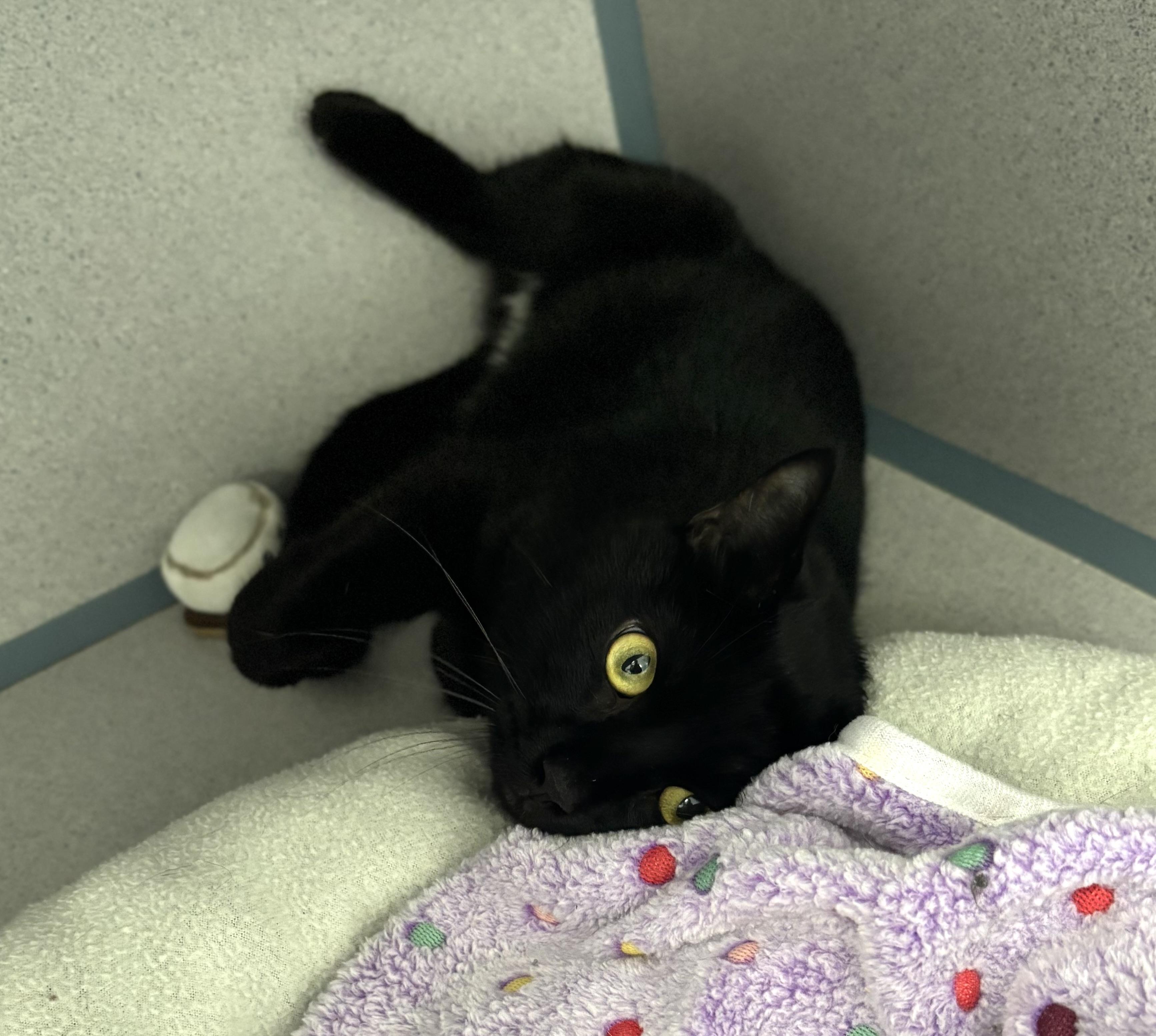 Enlarge Inigo Montoya, a ADOPTABLE Domestic Short Hair in Bardstown, KY image 3/4