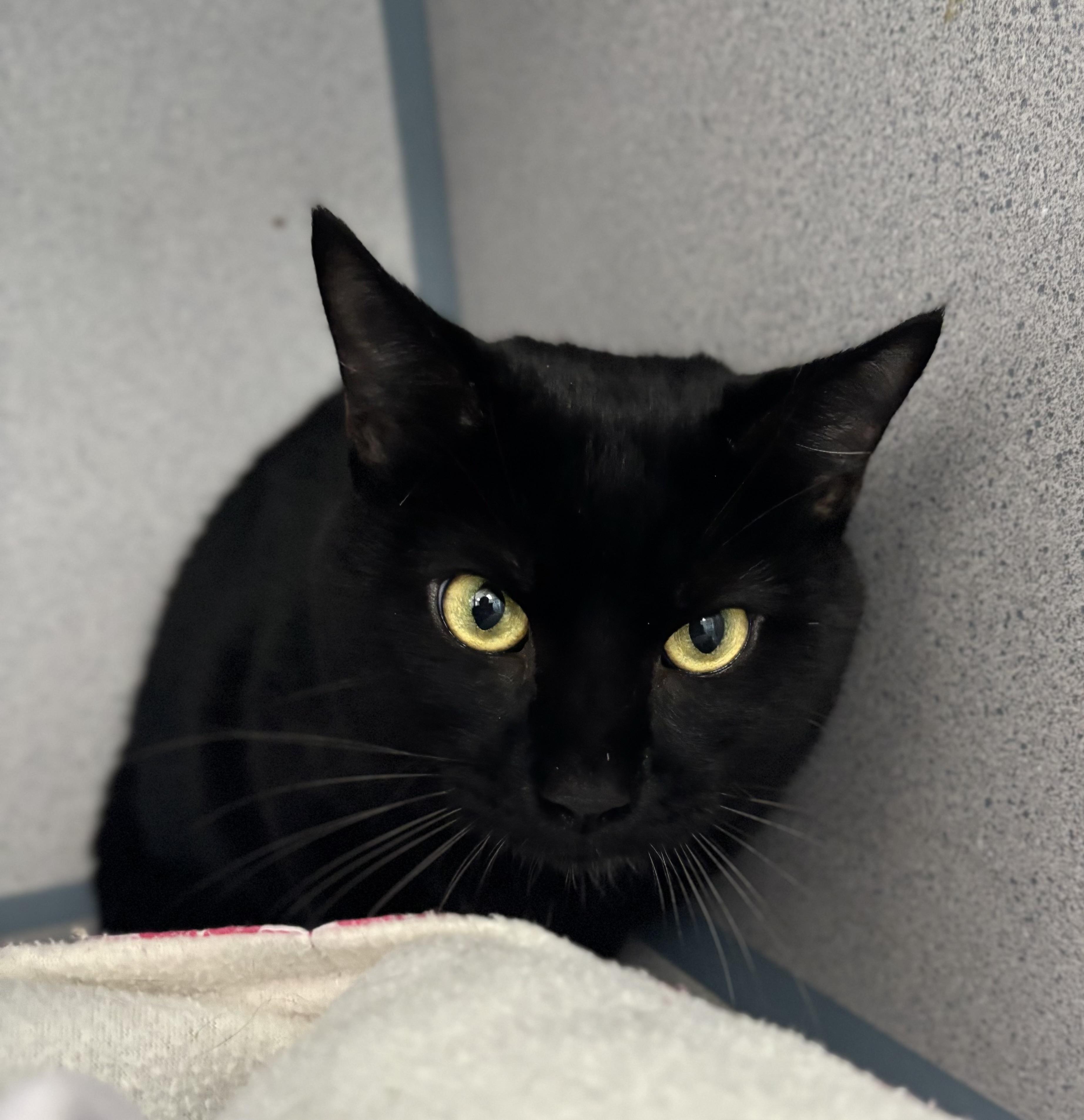 Enlarge Inigo Montoya, a ADOPTABLE Domestic Short Hair in Bardstown, KY image 2/4