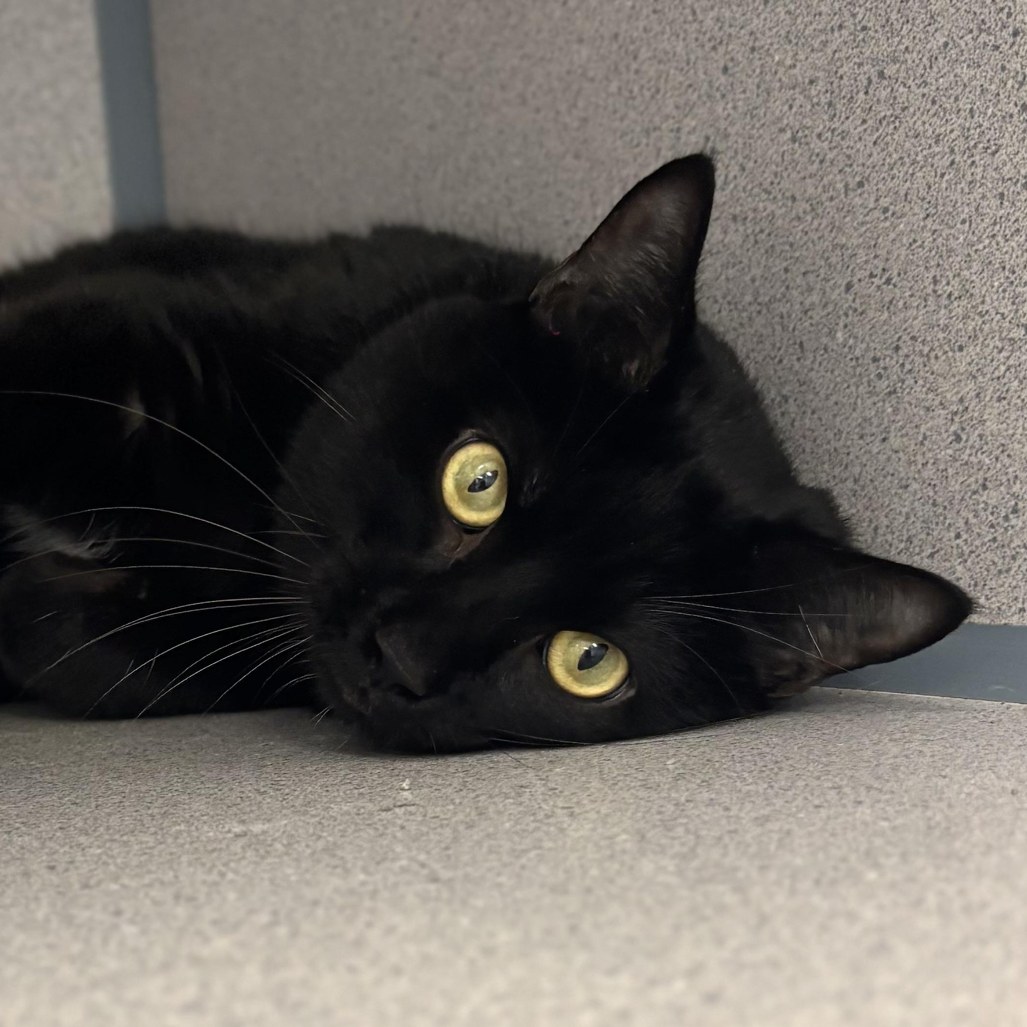 Enlarge Inigo Montoya, a ADOPTABLE Domestic Short Hair in Bardstown, KY image 1/4