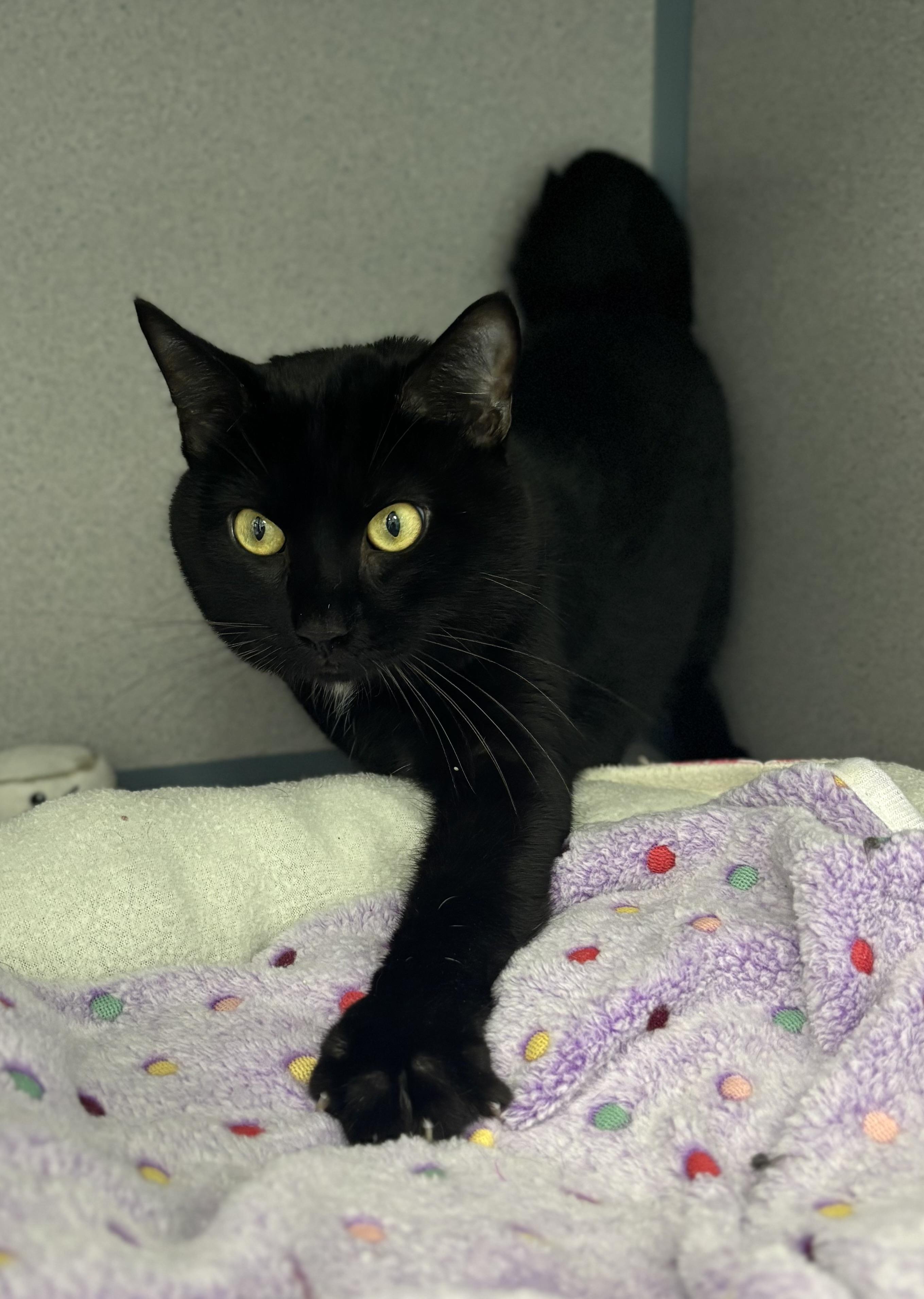 Enlarge Inigo Montoya, a ADOPTABLE Domestic Short Hair in Bardstown, KY image 4/4