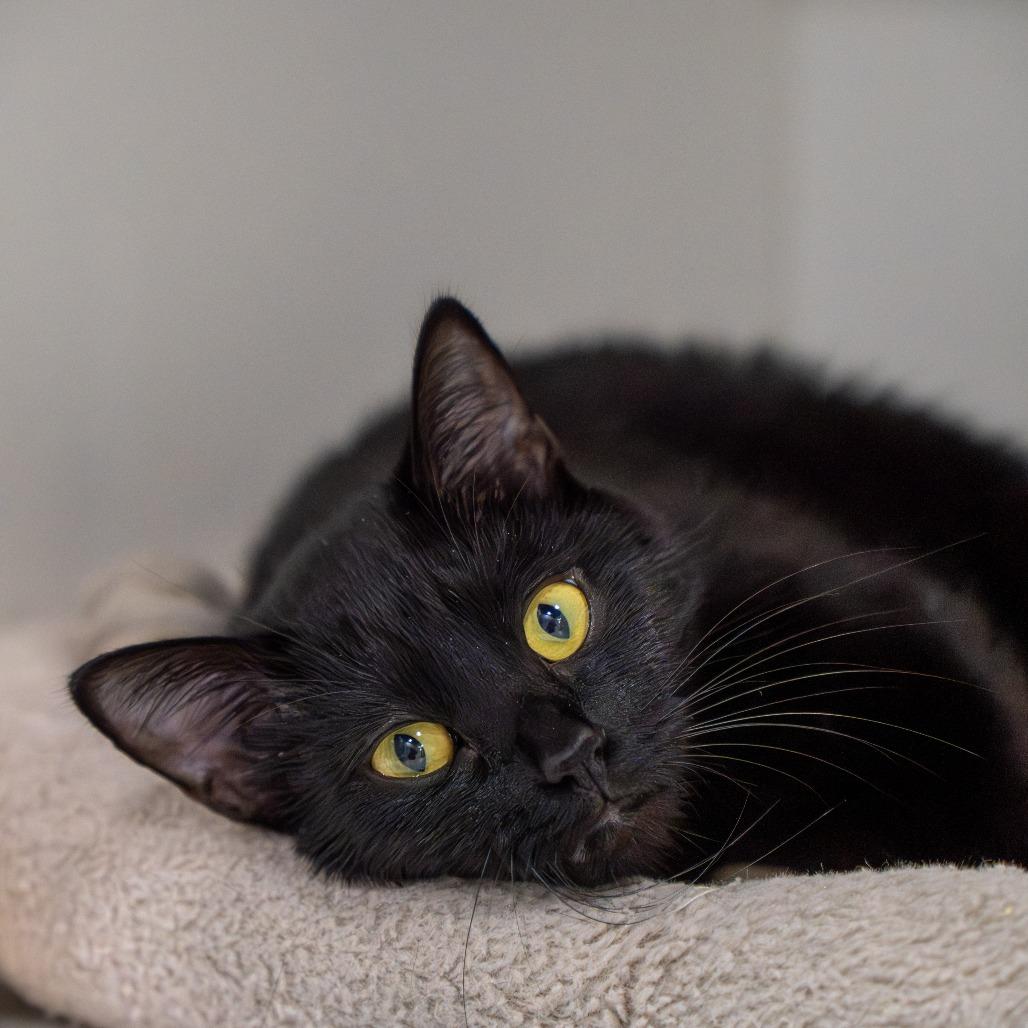 Ghost, Adoptable, Young Female Domestic Short Hair.