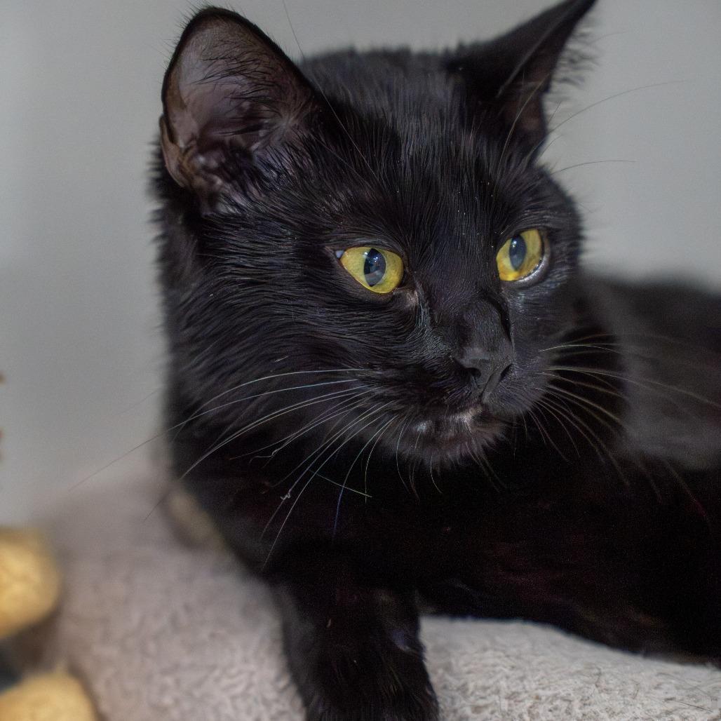 Enlarge Ghost, a Adoptable Domestic Short Hair in Elizabeth City, NC image 2/5