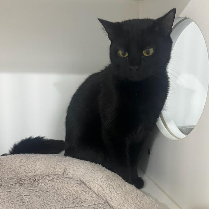 Enlarge Ghost, a Adoptable Domestic Short Hair in Elizabeth City, NC image 3/5