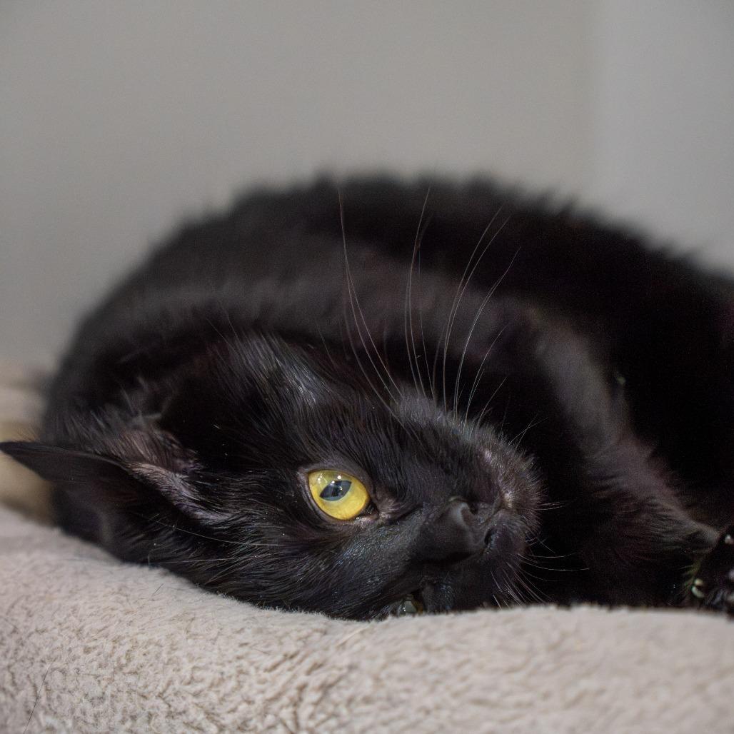 Enlarge Ghost, a Adoptable Domestic Short Hair in Elizabeth City, NC image 4/5