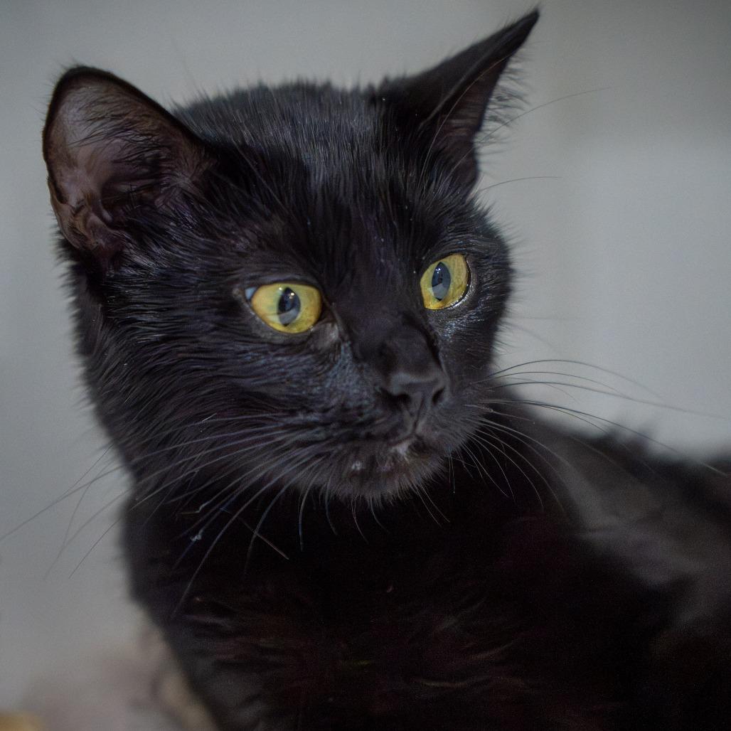 Enlarge Ghost, a Adoptable Domestic Short Hair in Elizabeth City, NC image 5/5